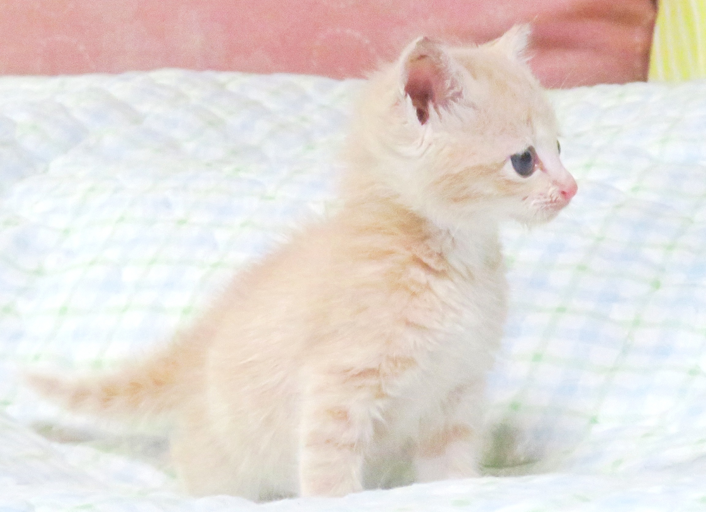 こねこ、そら、ベッド