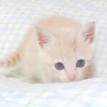 こねこ、そら、ベッド