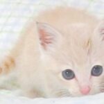 こねこ、そら、ベッド