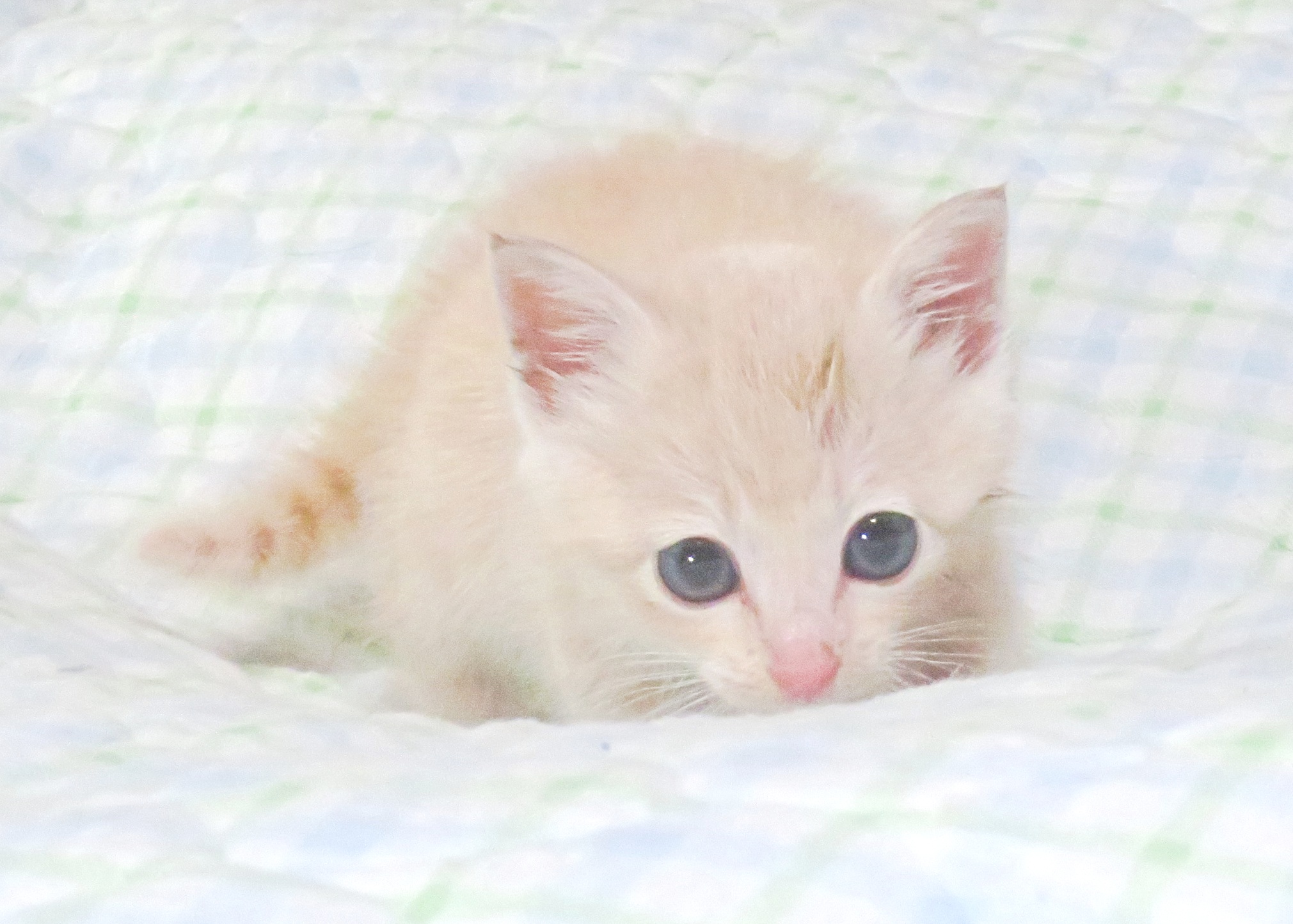 こねこ、そら、ベッド