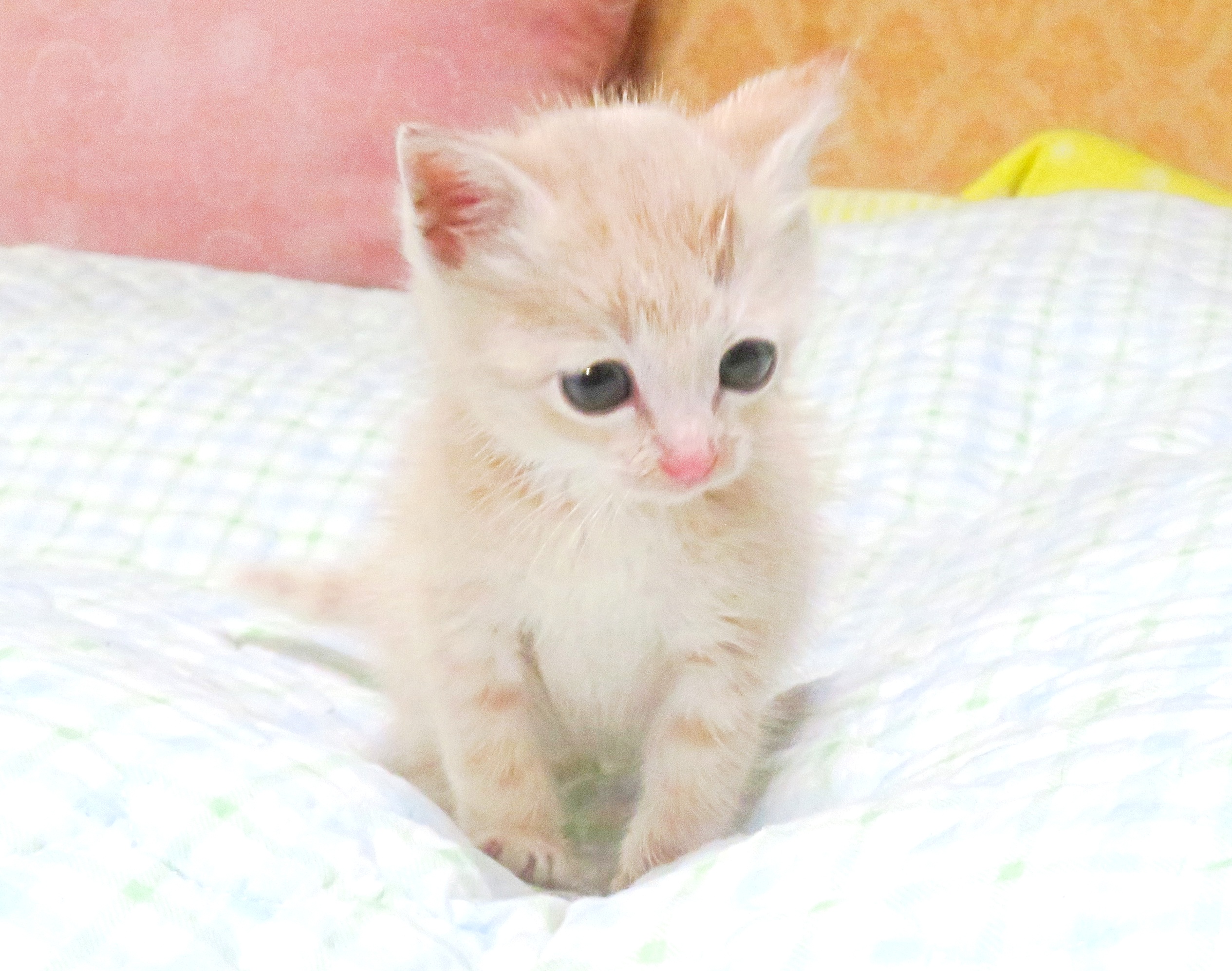 こねこ、そら、ベッド
