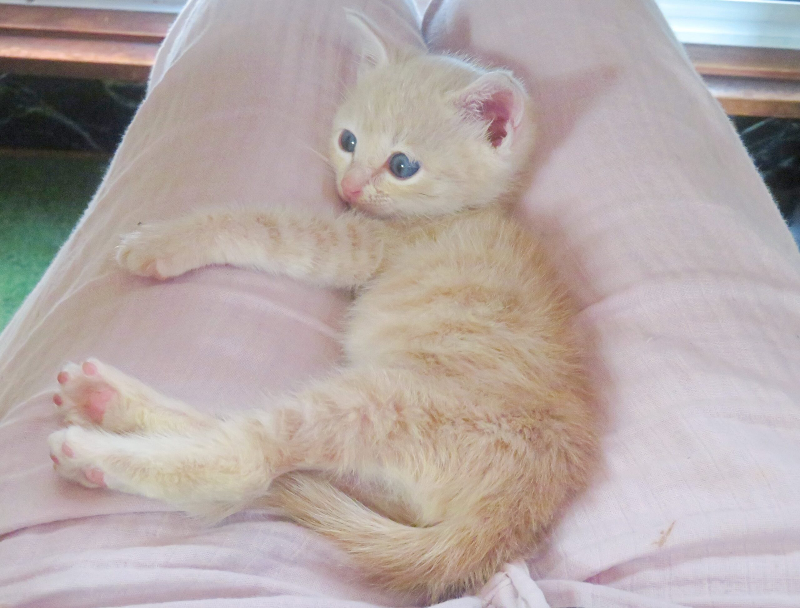 こねこ、そら、ひざの上