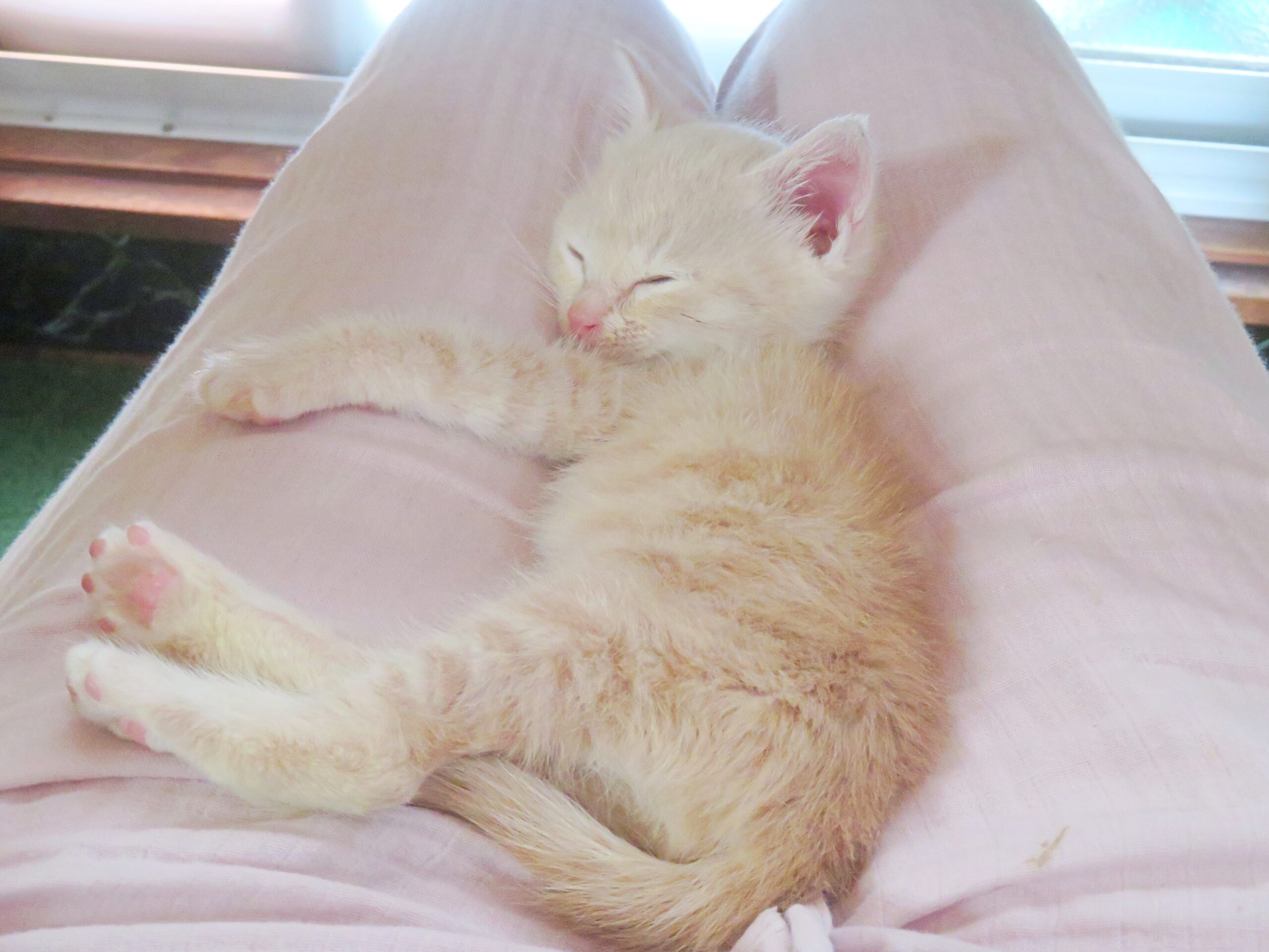 こねこ、そら、ひざの上