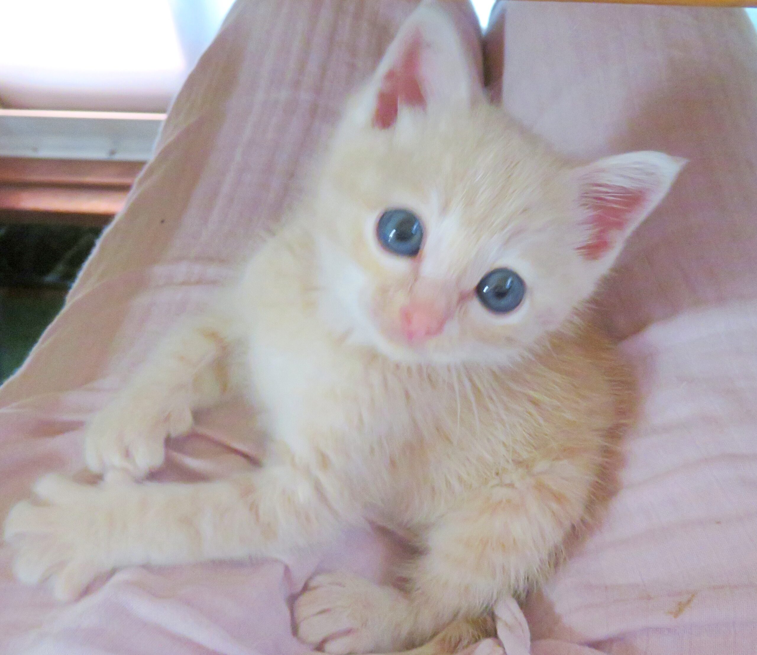 こねこ、そら、ひざの上
