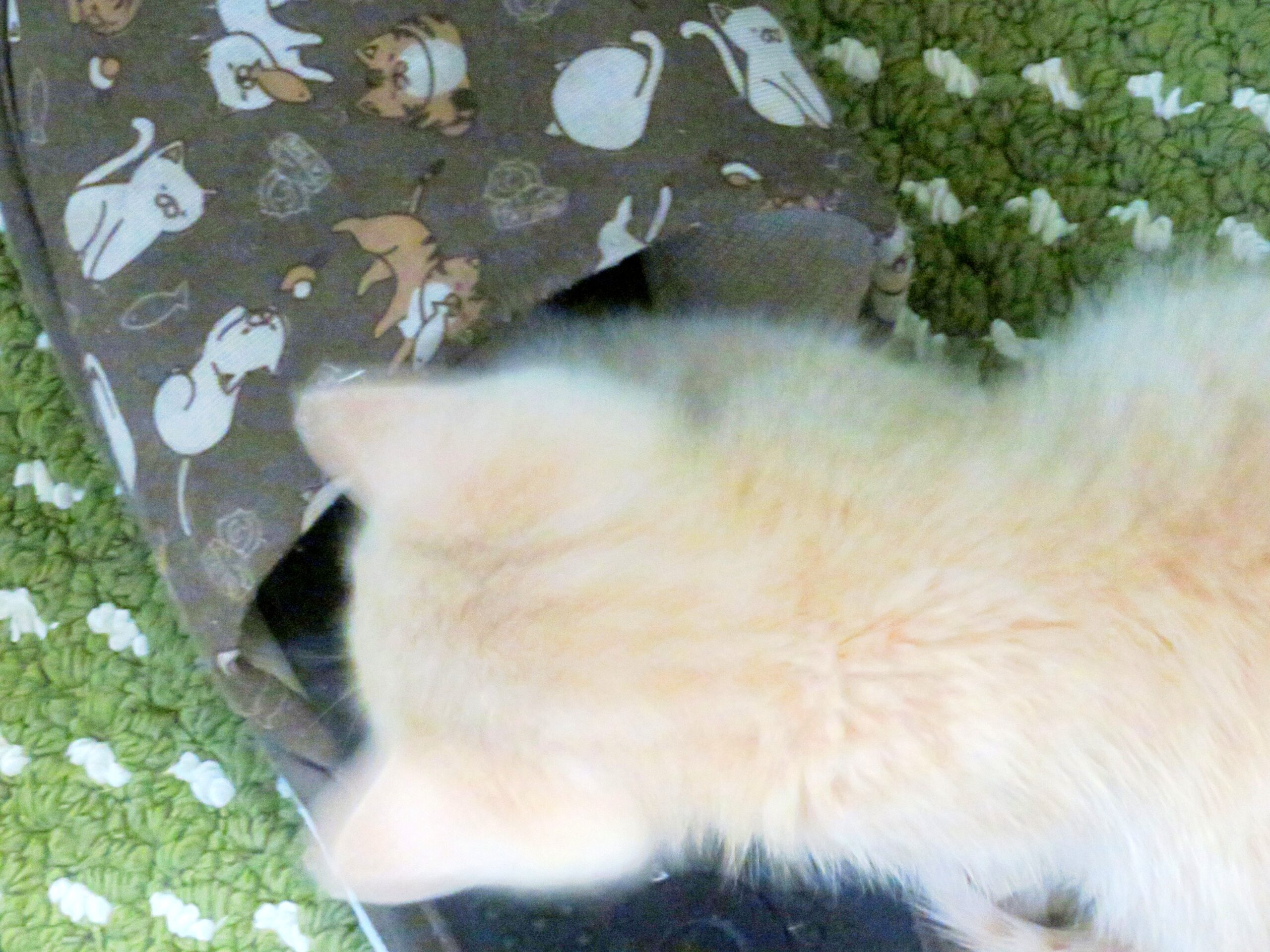 こねこ、そら、遊ぶ