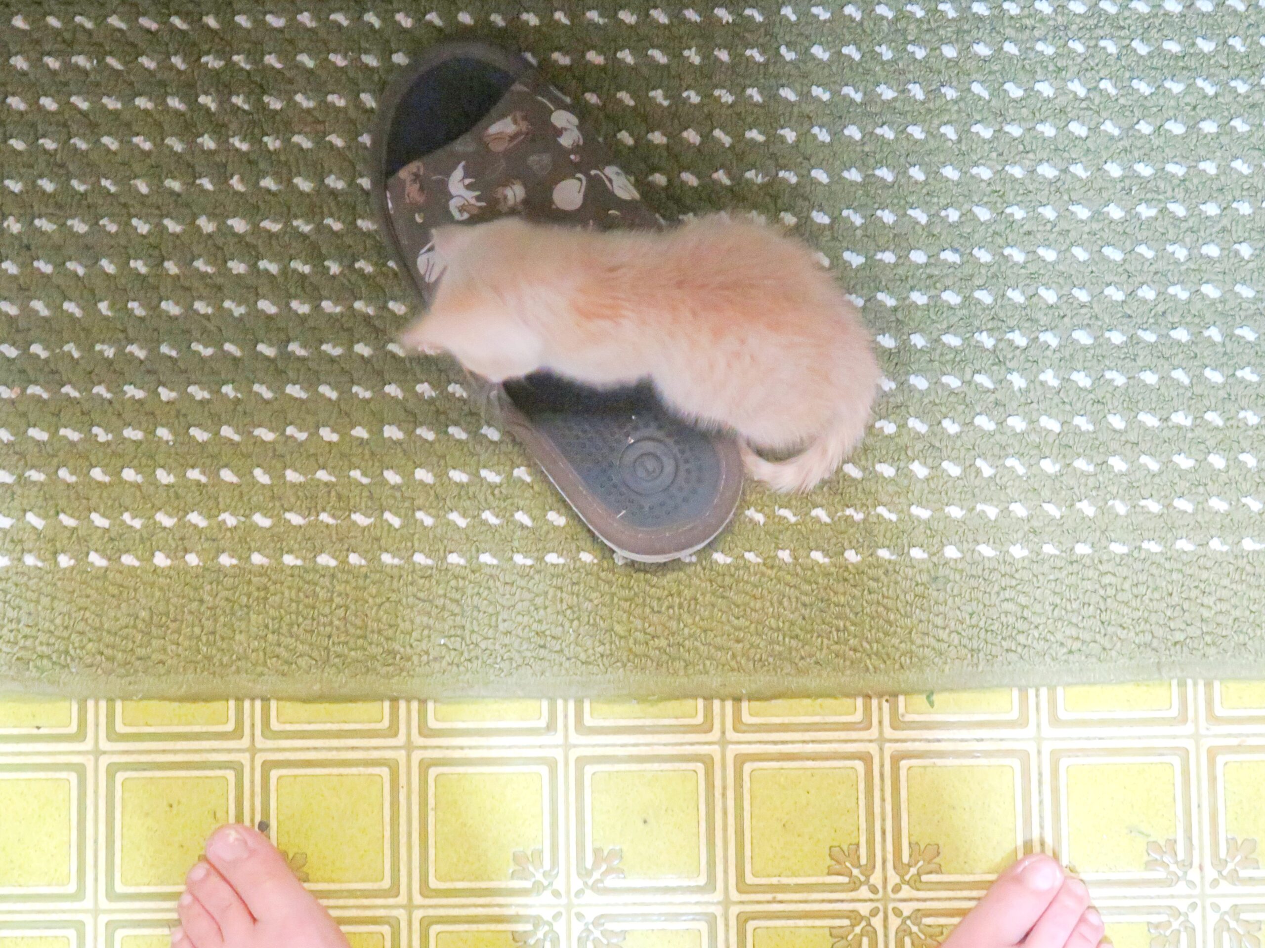 こねこ、そら、遊ぶ
