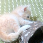 こねこ、そら、遊ぶ