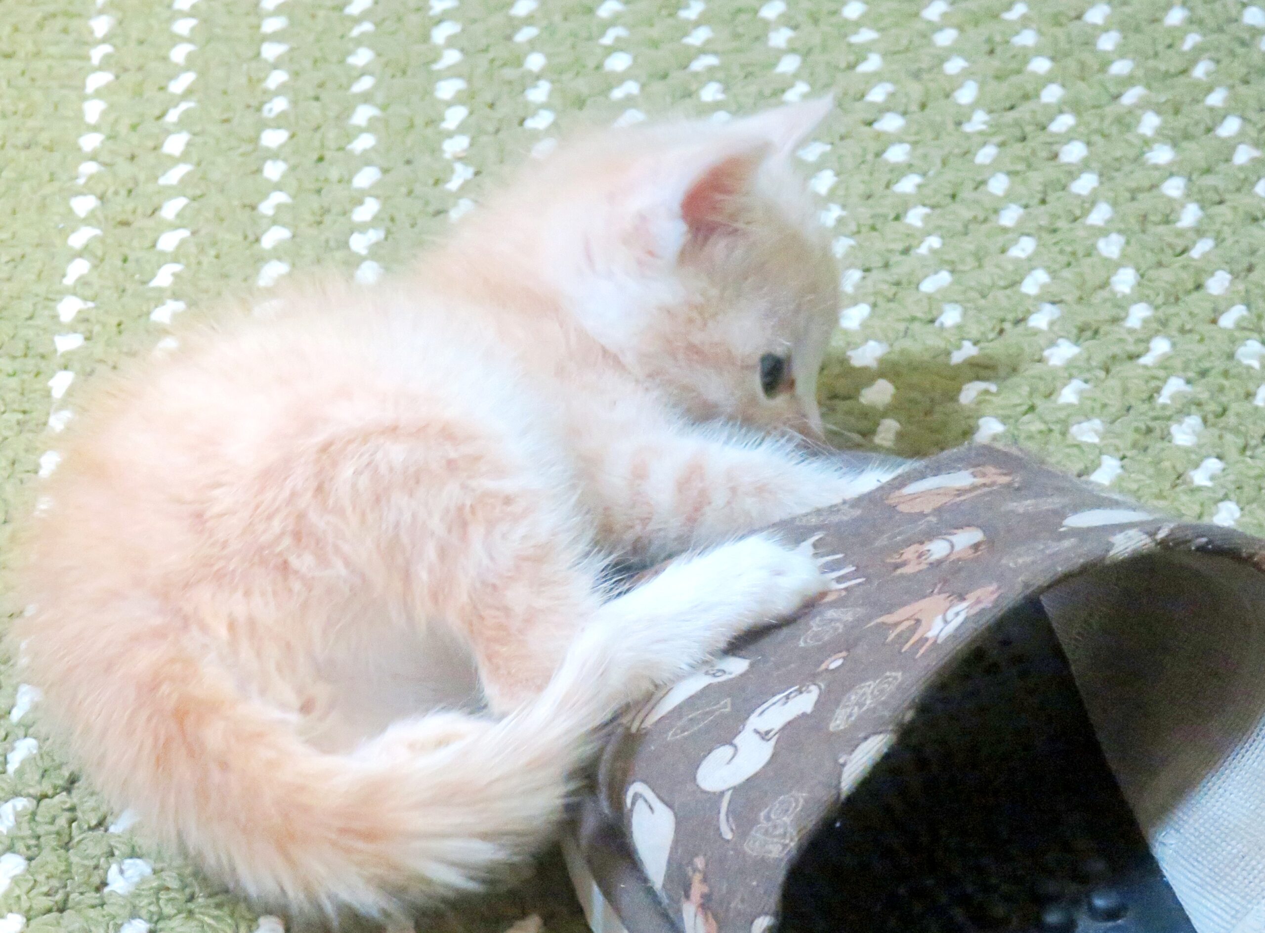 こねこ、そら、遊ぶ