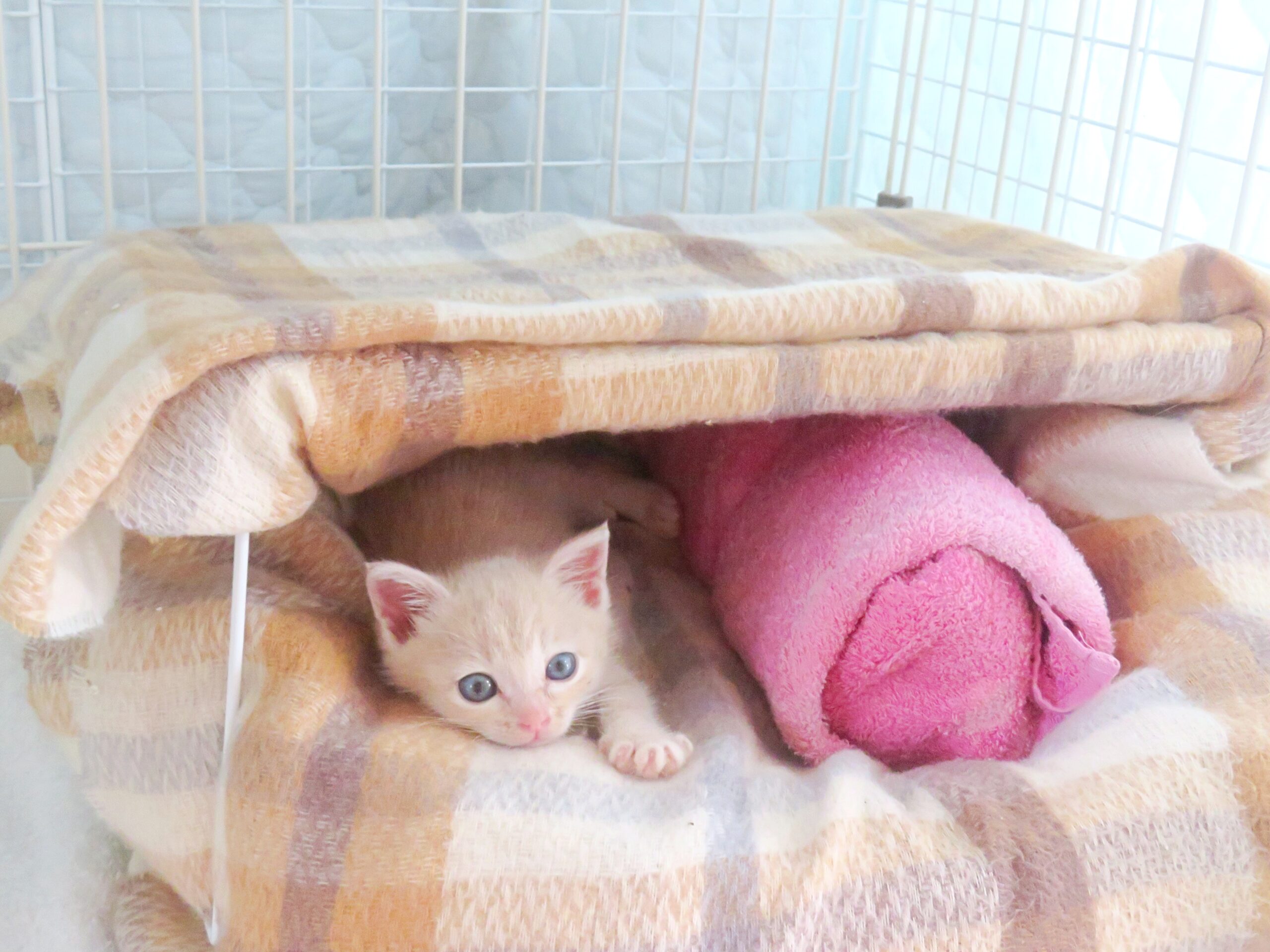 こねこ、そら、ゲージ