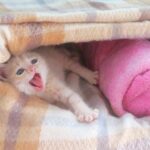 こねこ、そら、ゲージ
