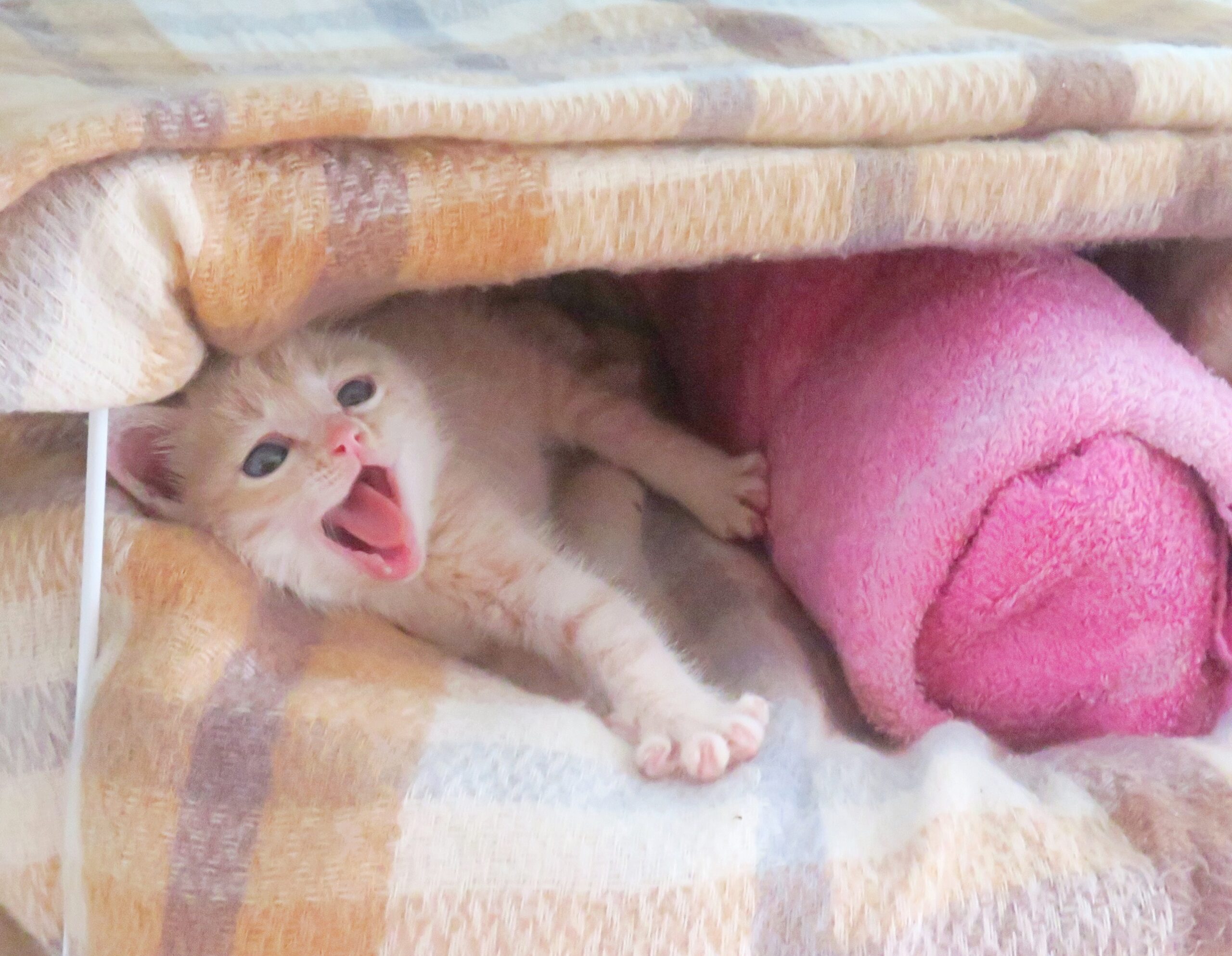 こねこ、そら、ゲージ
