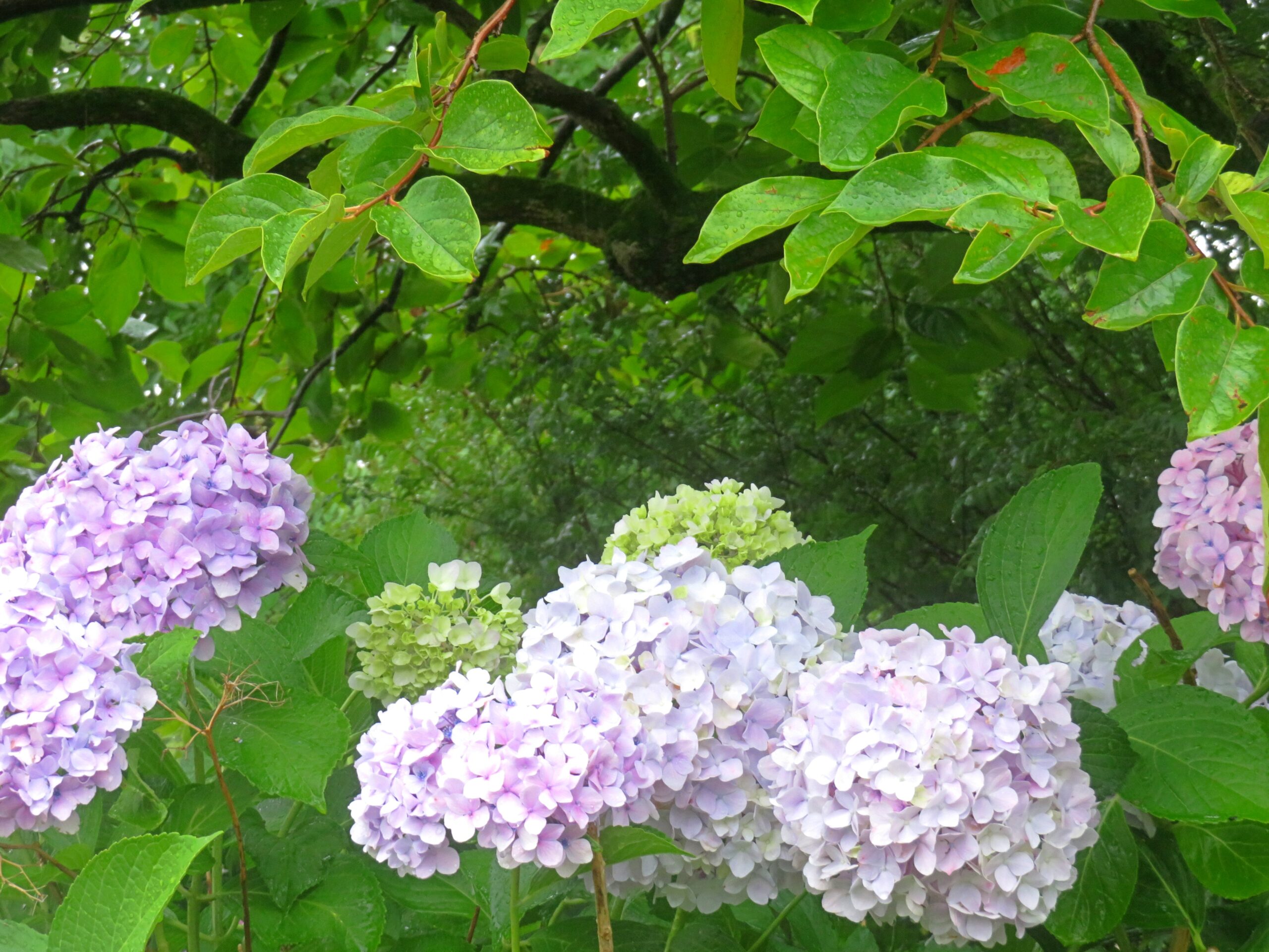 紫陽花