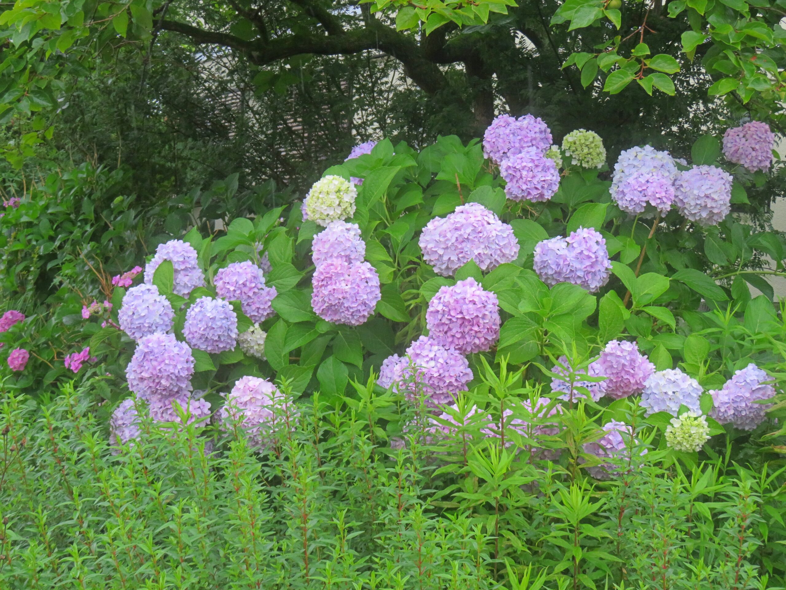 紫陽花