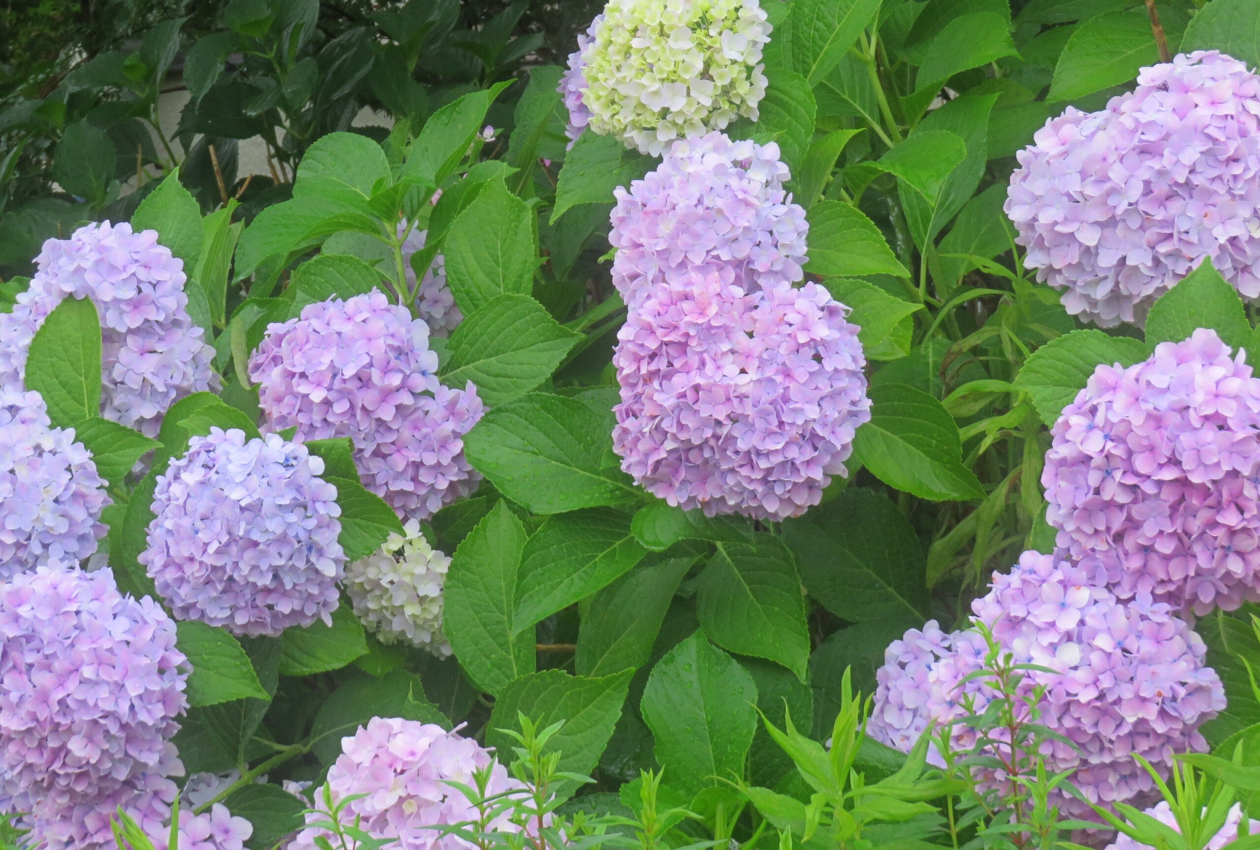 紫陽花