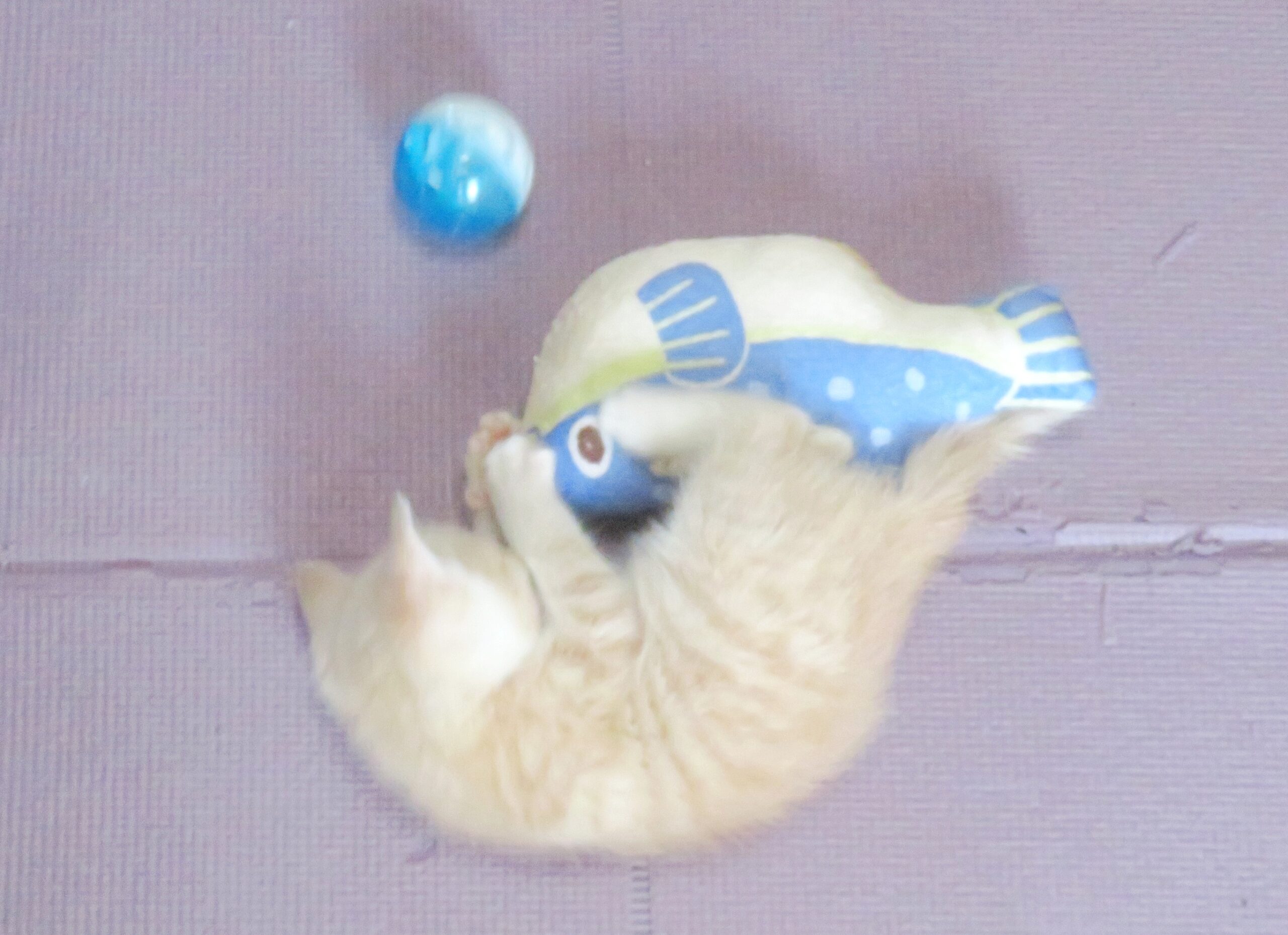 こねこ、そら、遊ぶ
