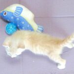 こねこ、そら、遊ぶ