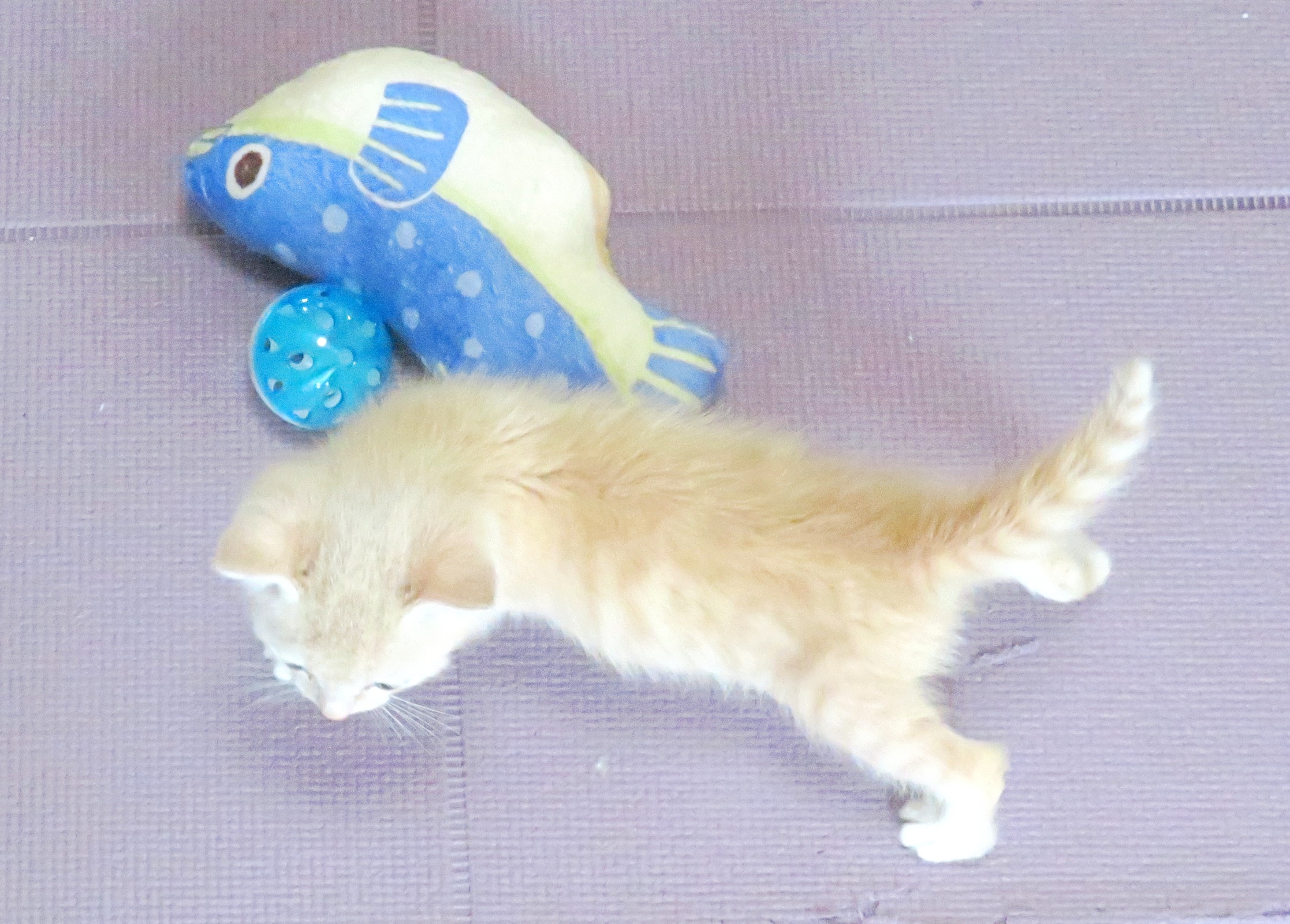 こねこ、そら、遊ぶ