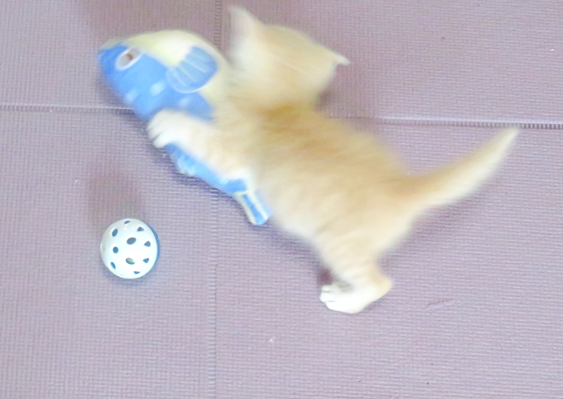 こねこ、そら、遊ぶ