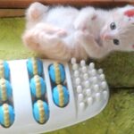 こねこ、そら、遊ぶ