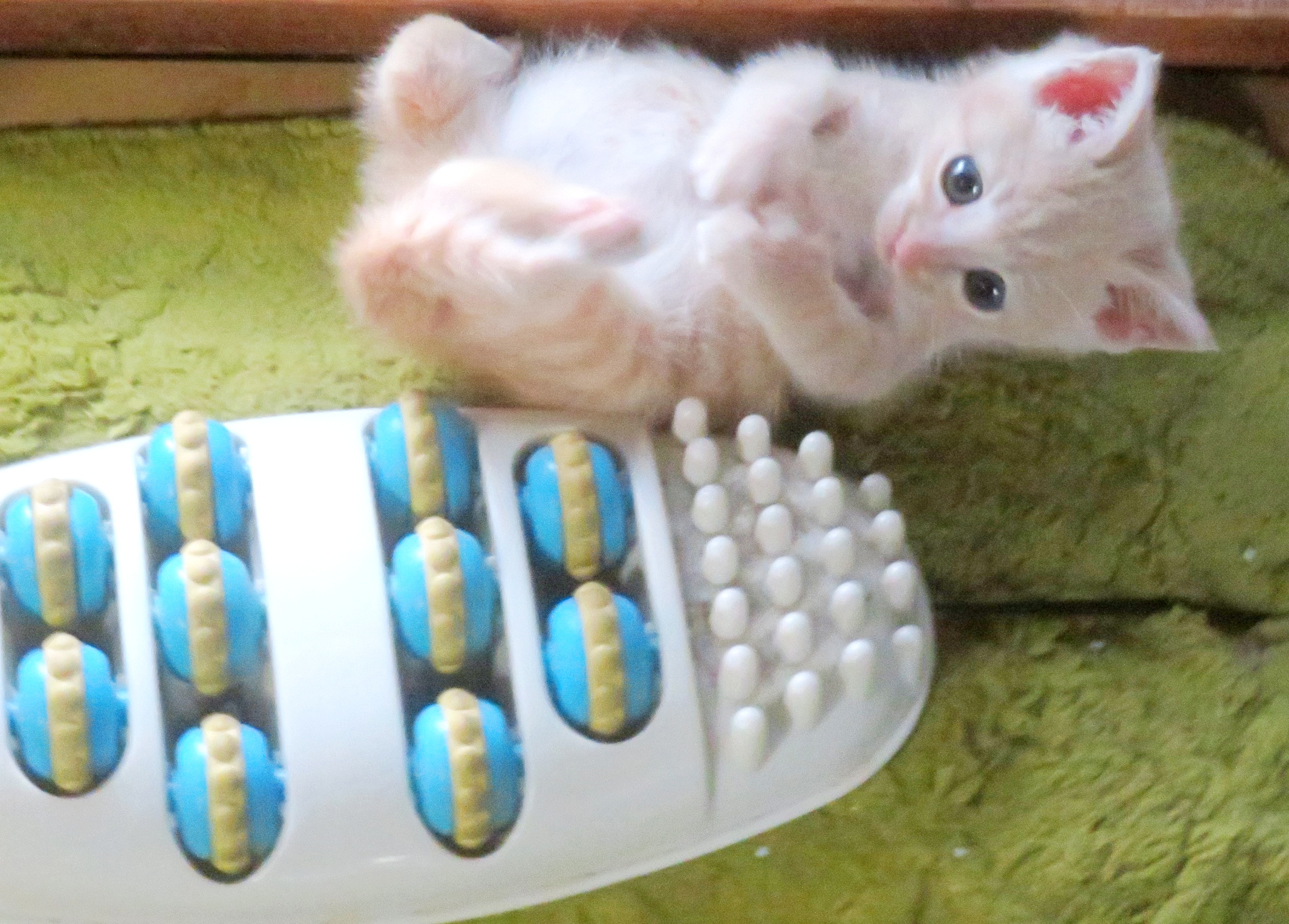 こねこ、そら、遊ぶ