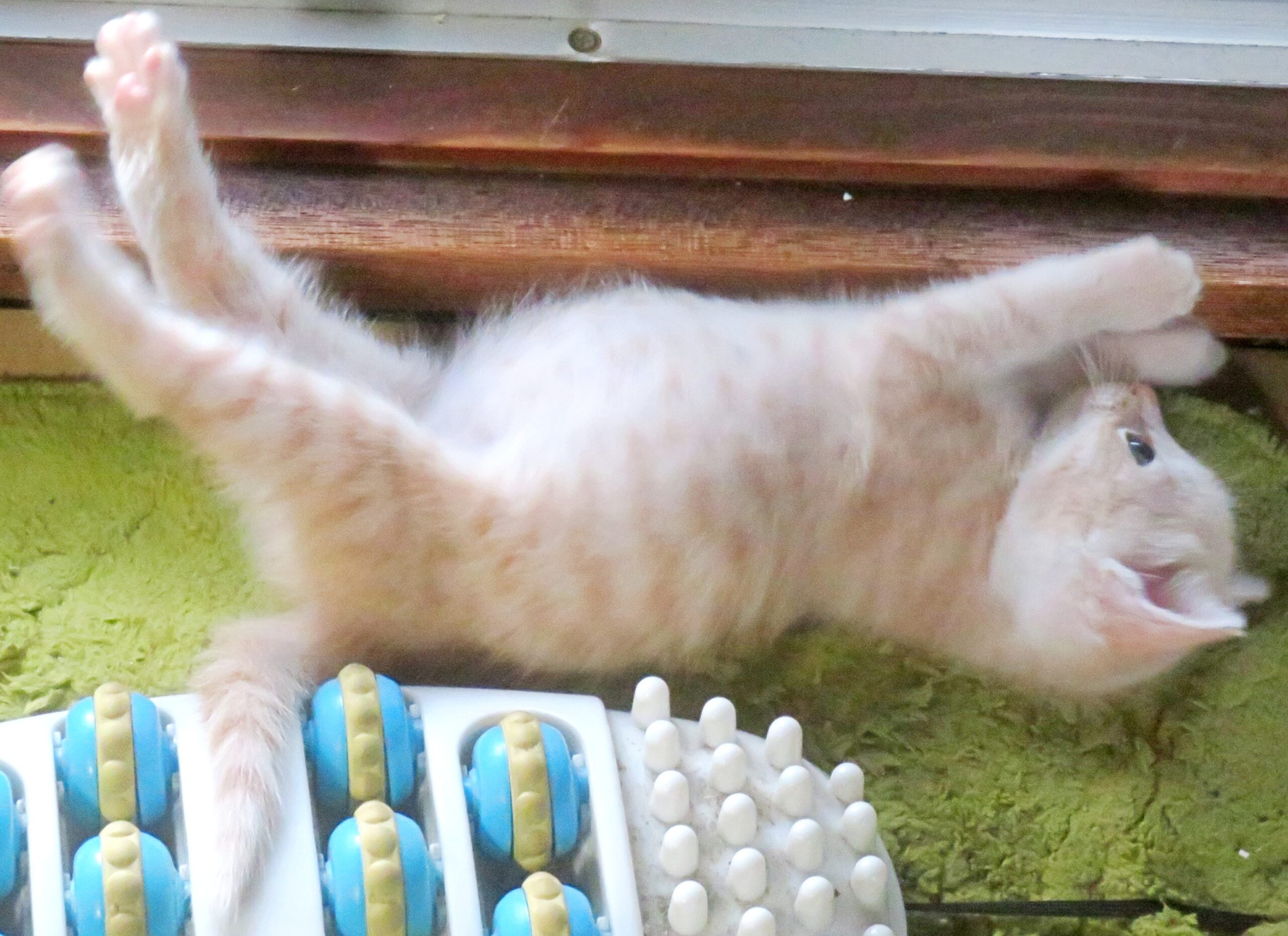 こねこ、そら、遊ぶ