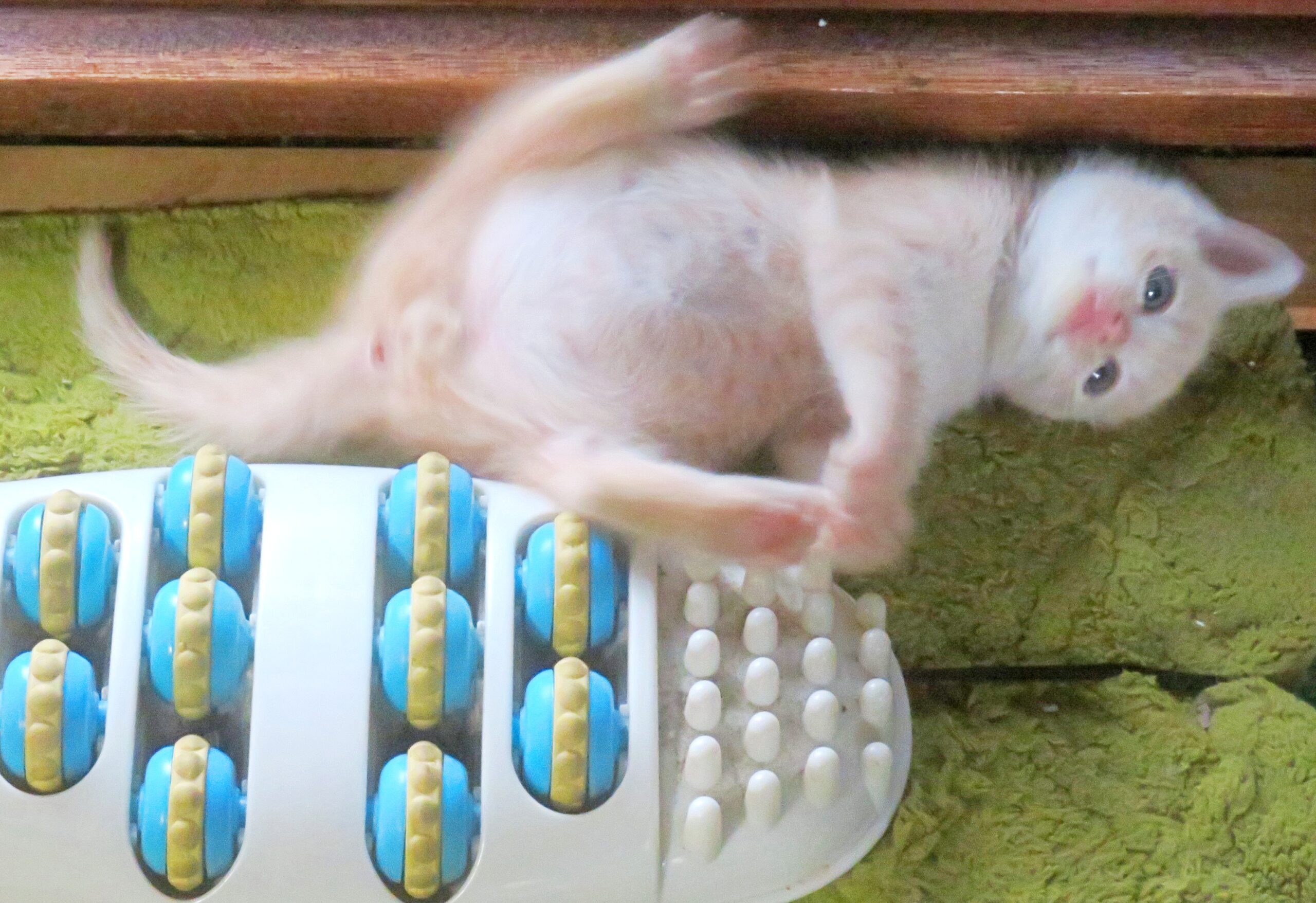 こねこ、そら、遊ぶ