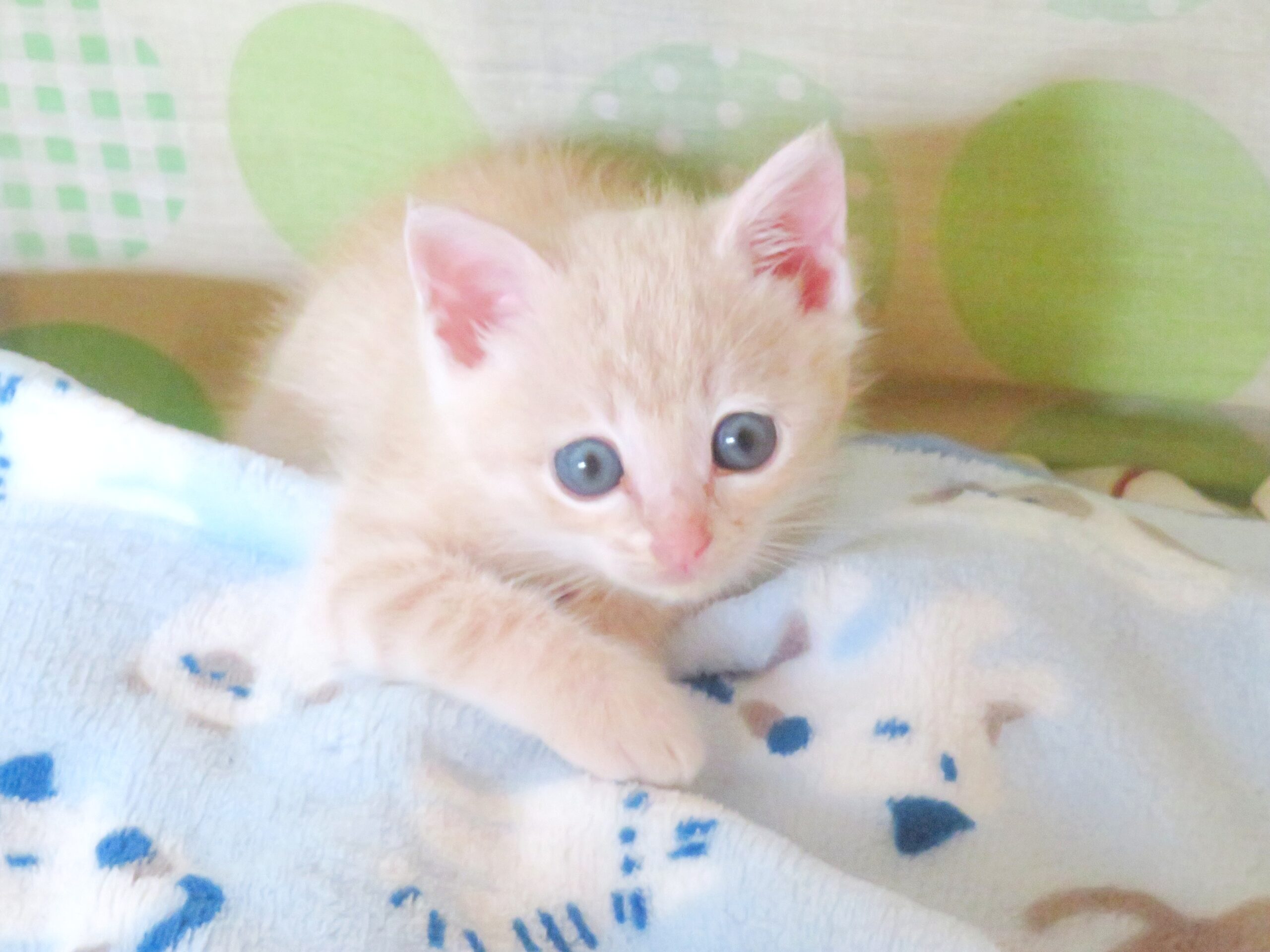 こねこ、そら、ベッド