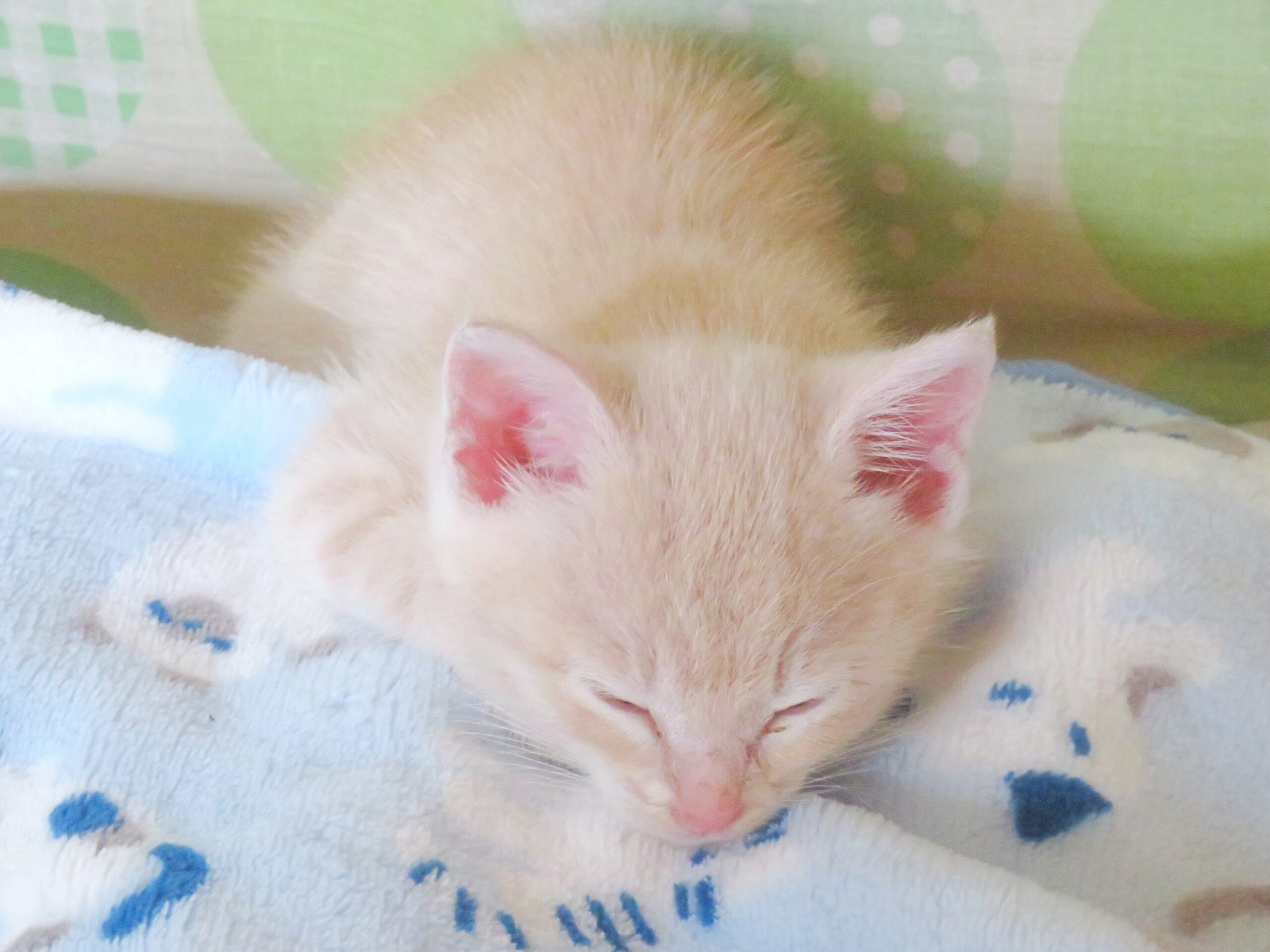 こねこ、そら、ベッド