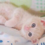 こねこ、そら、ベッド