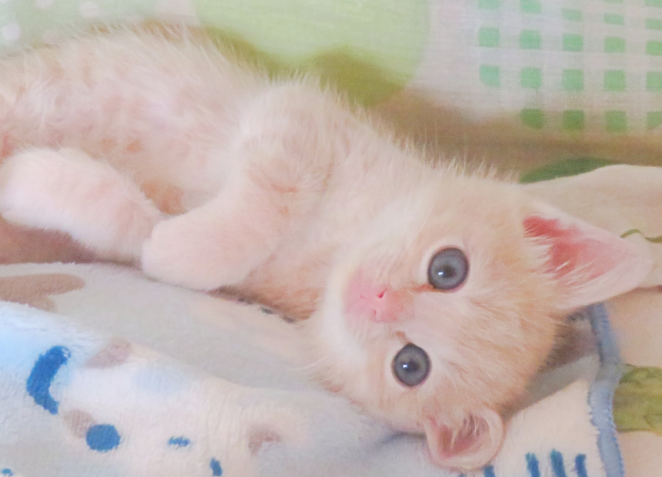 こねこ、そら、ベッド