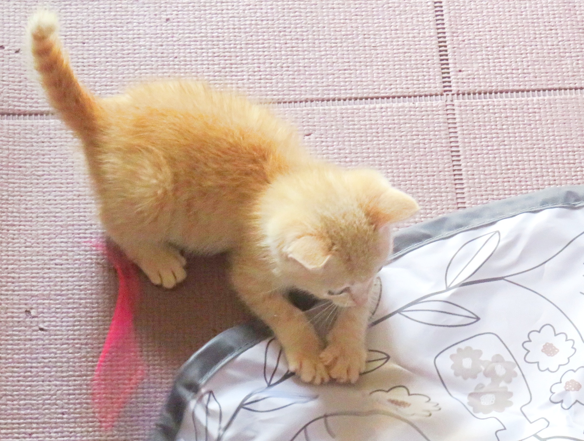 こねこ、そら、遊ぶ