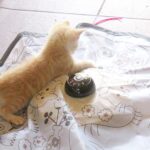 こねこ、そら、遊ぶ