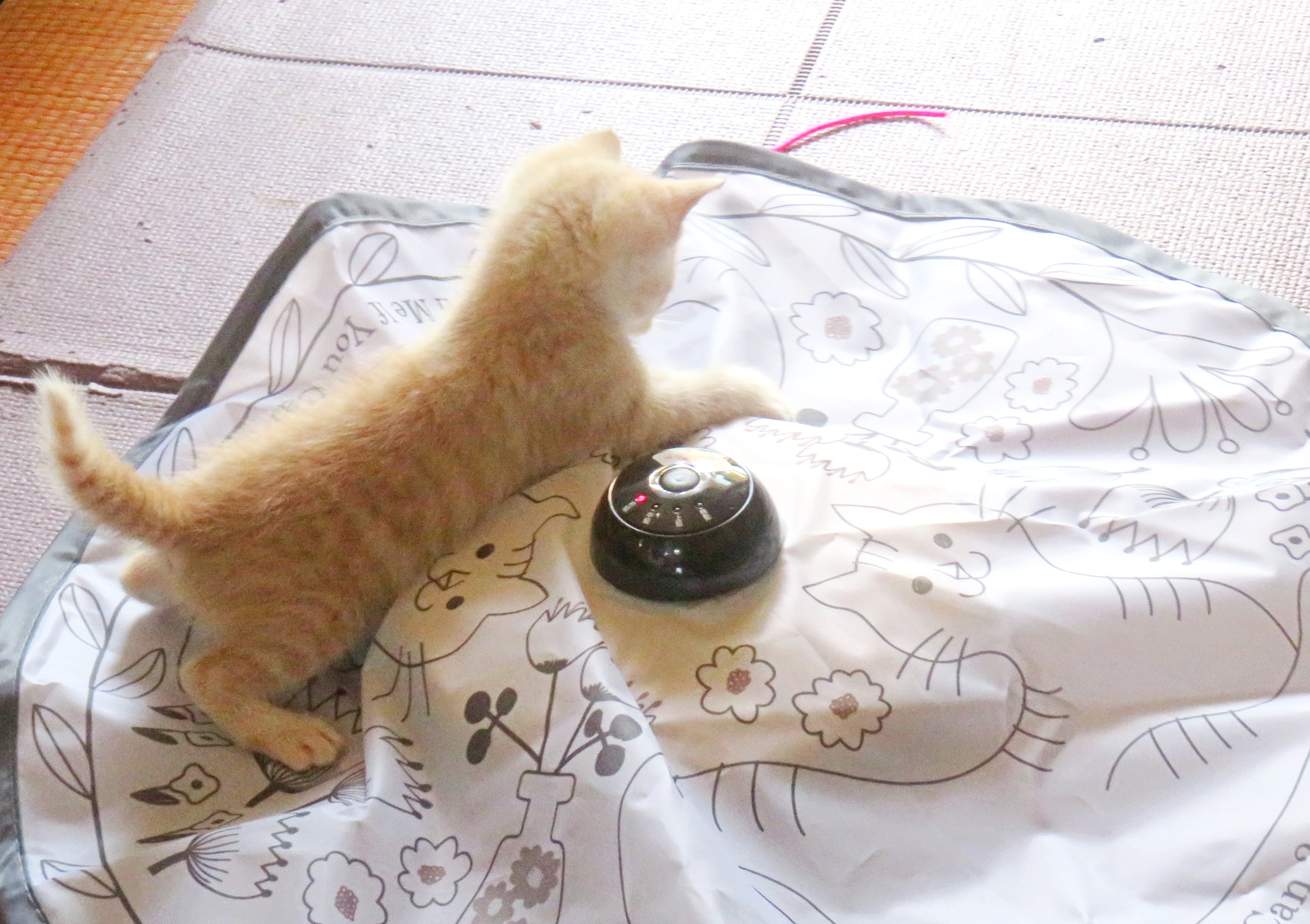 こねこ、そら、遊ぶ