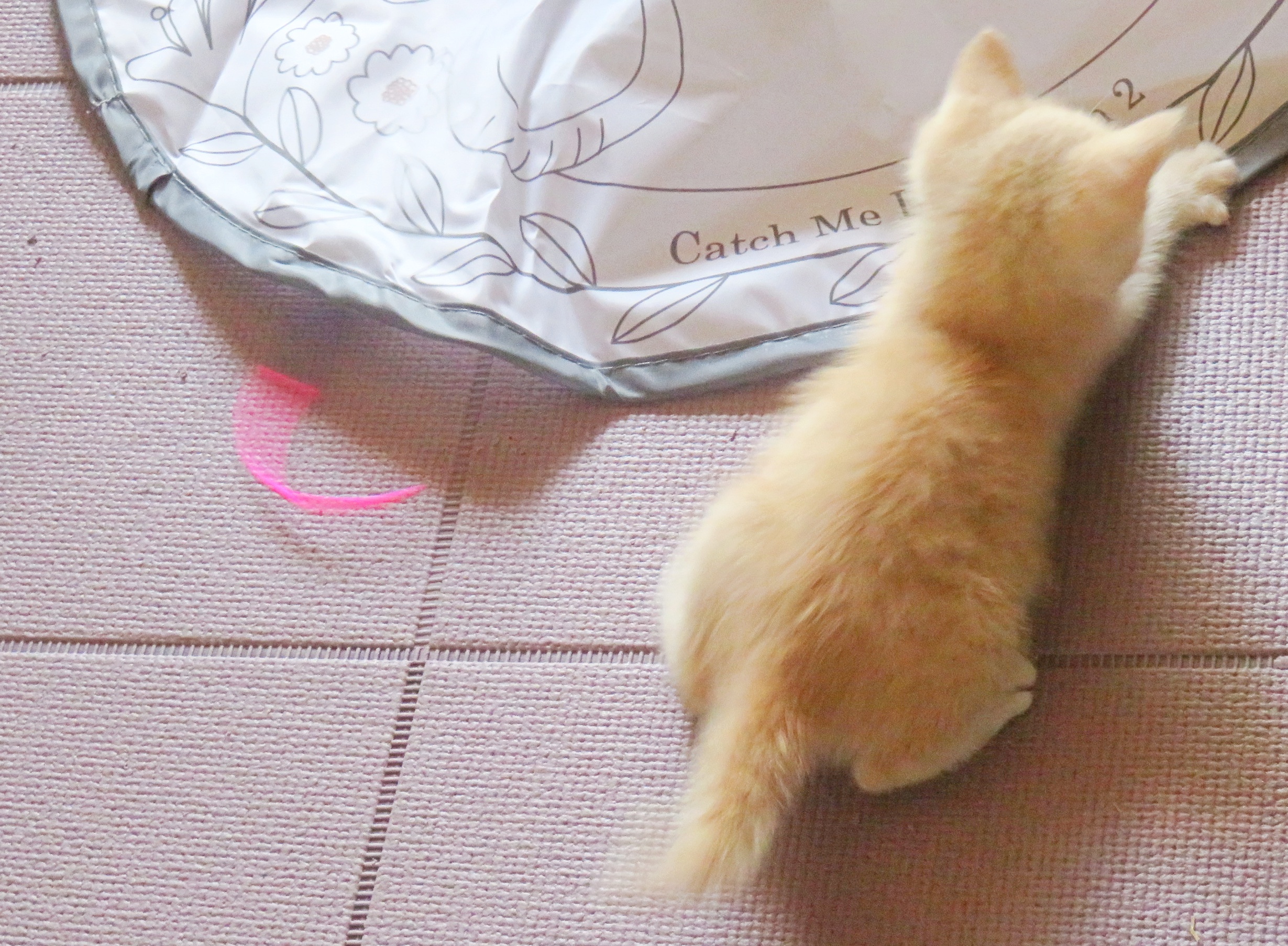 こねこ、そら、遊ぶ
