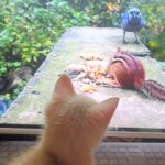 こねこ、そら、遊ぶ
