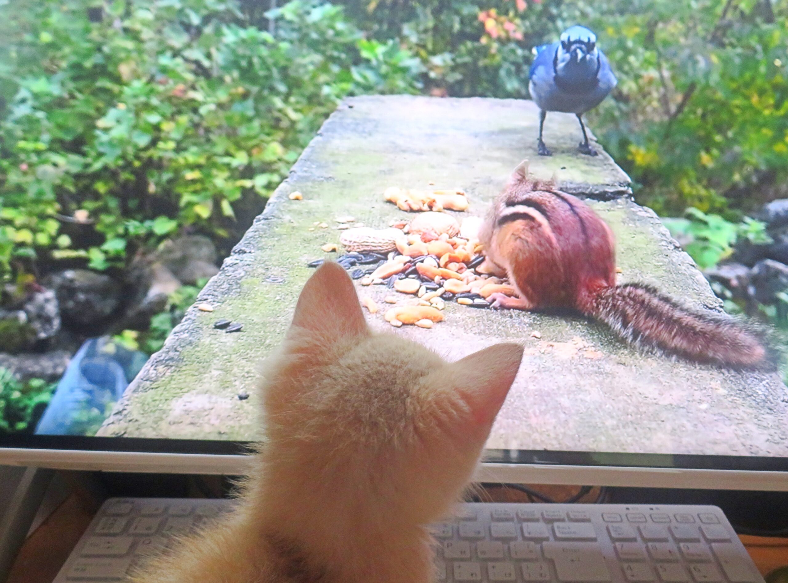 こねこ、そら、遊ぶ