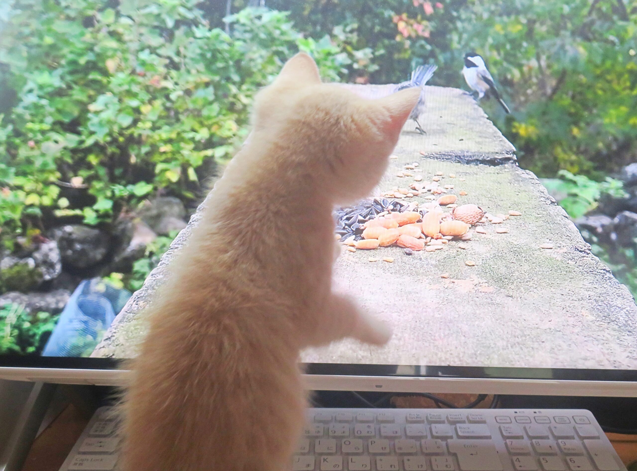 こねこ、そら、遊ぶ