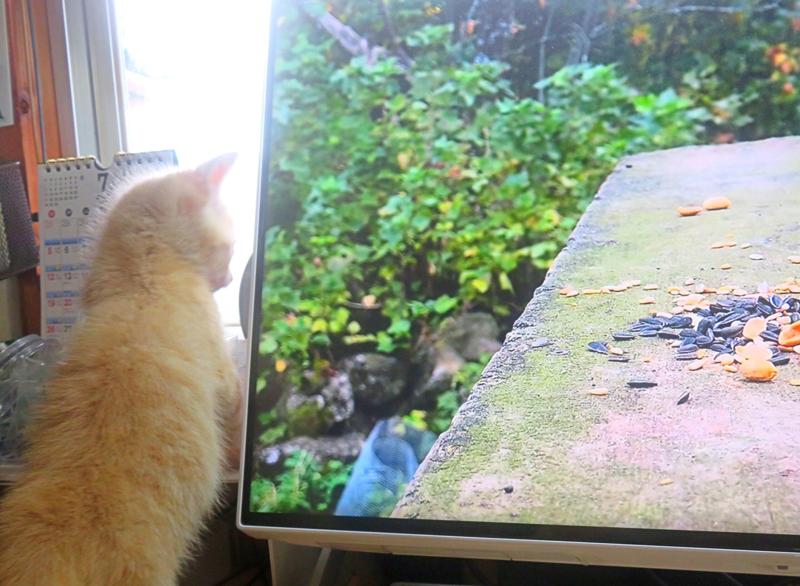 こねこ、そら、遊ぶ