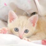 こねこ、そら、ベッド