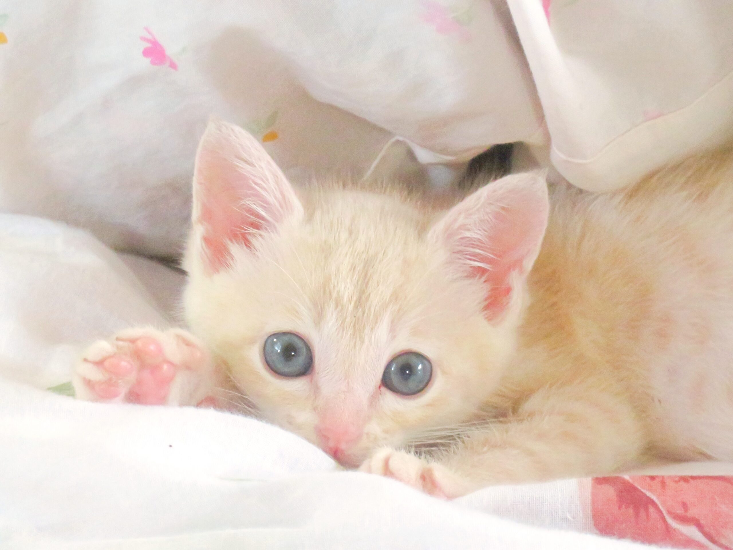 こねこ、そら、ベッド