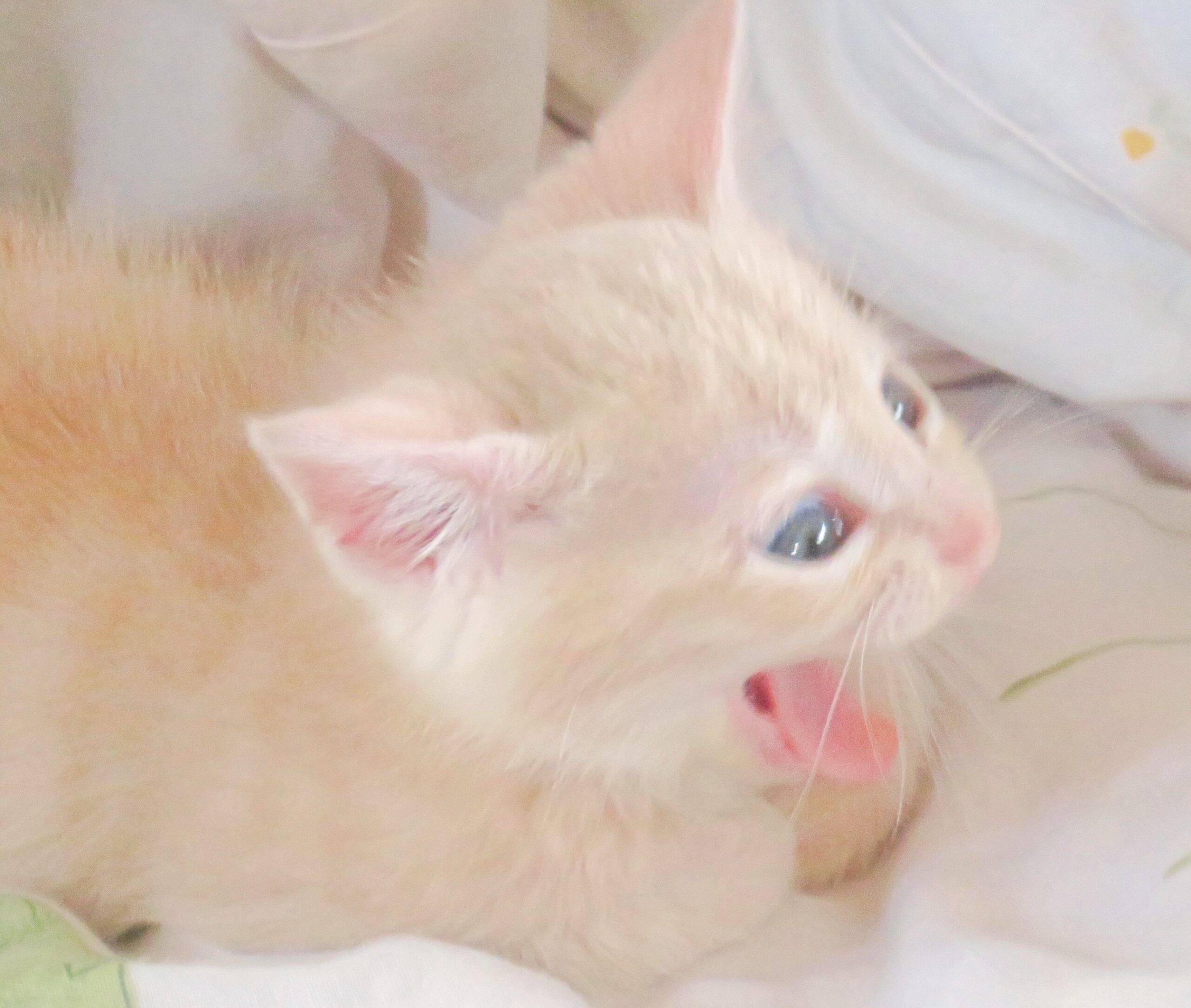 こねこ、そら、ベッド