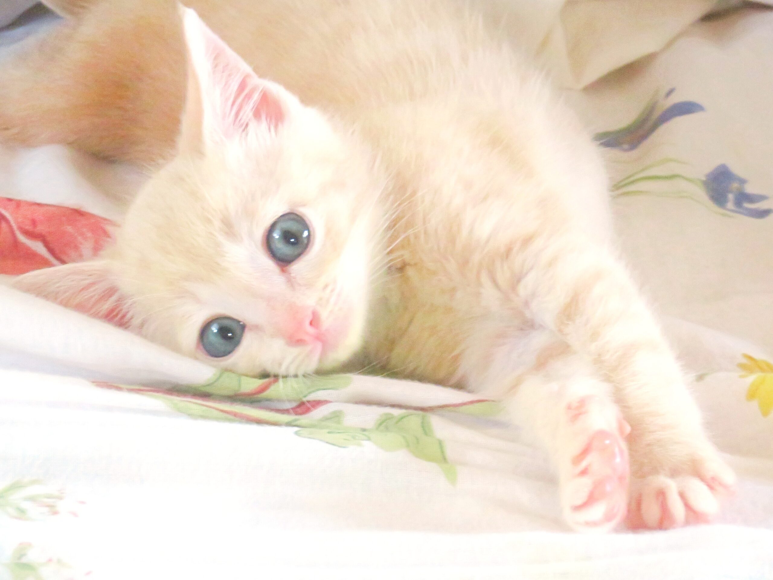 こねこ、そら、ベッド