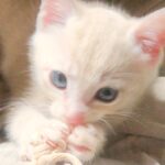こねこ、そら、遊ぶ