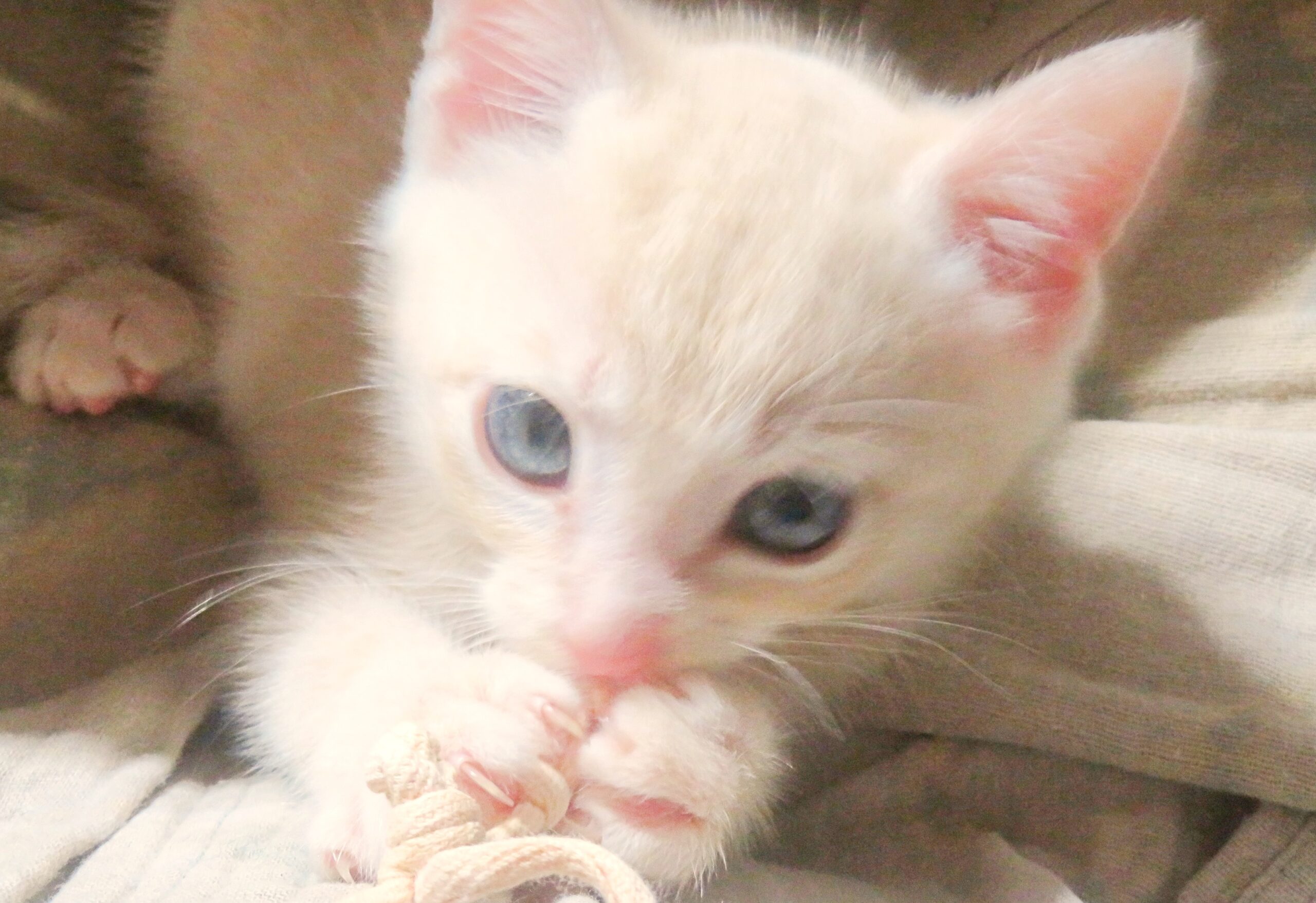 こねこ、そら、遊ぶ