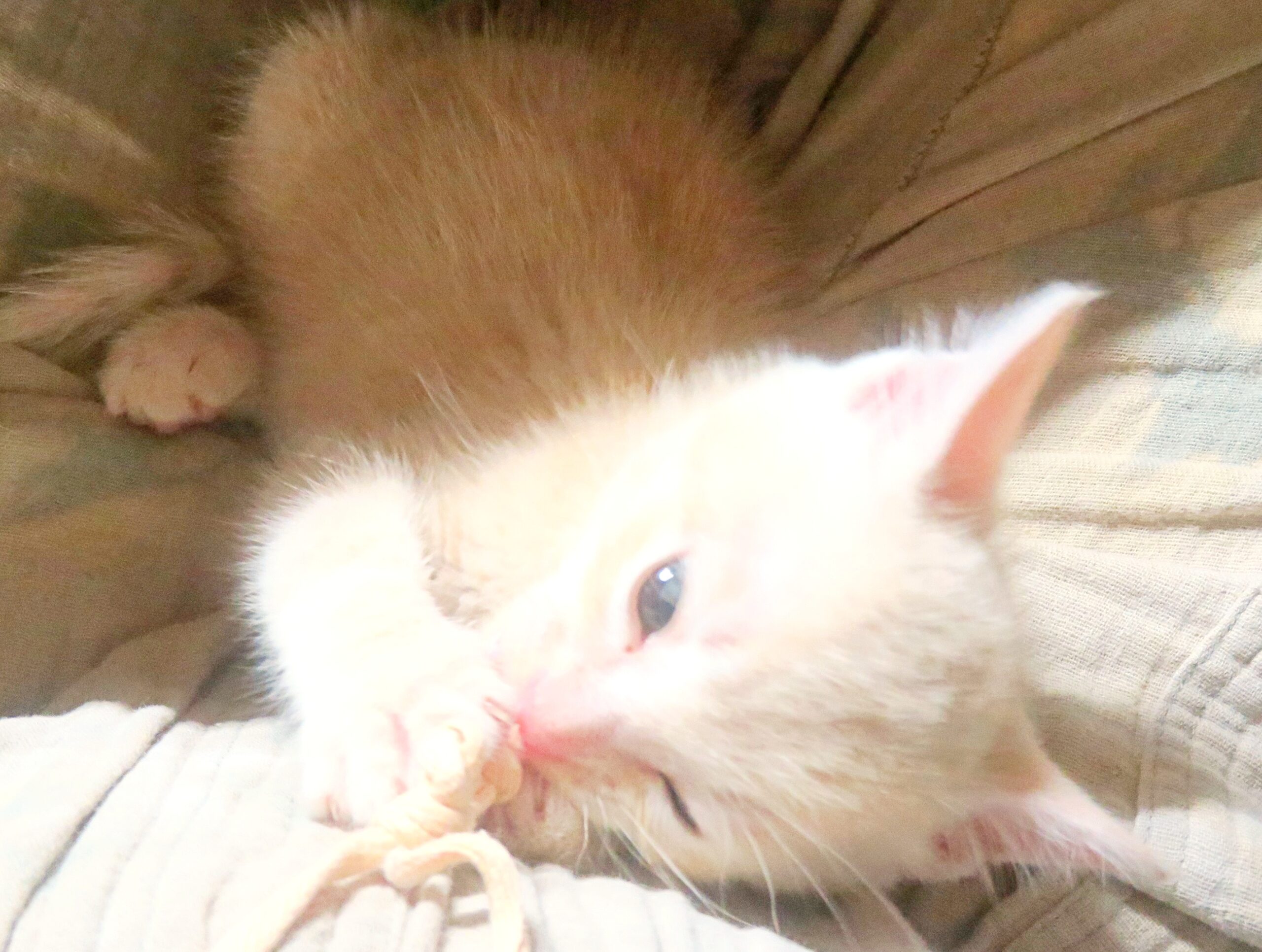 こねこ、そら、遊ぶ
