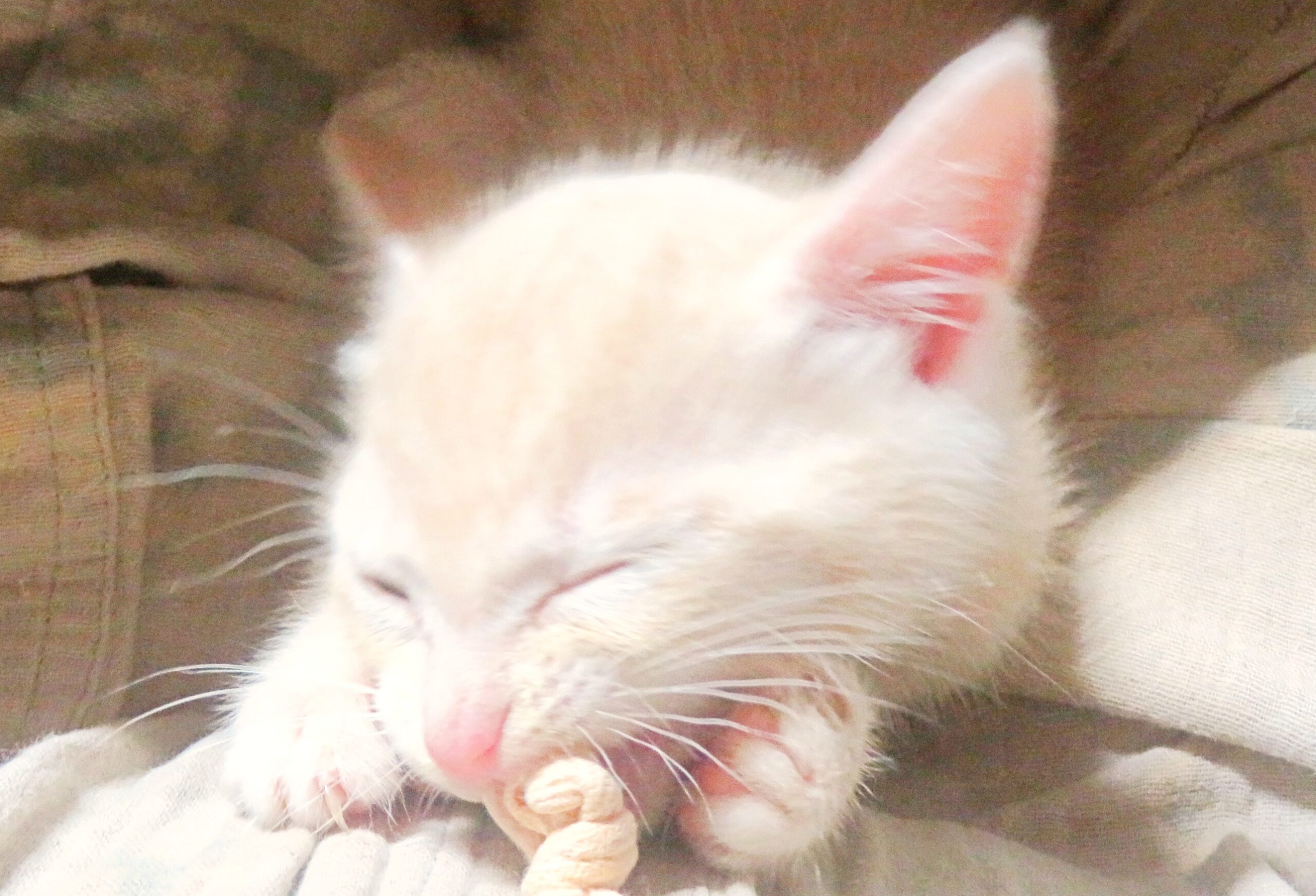 こねこ、そら、遊ぶ