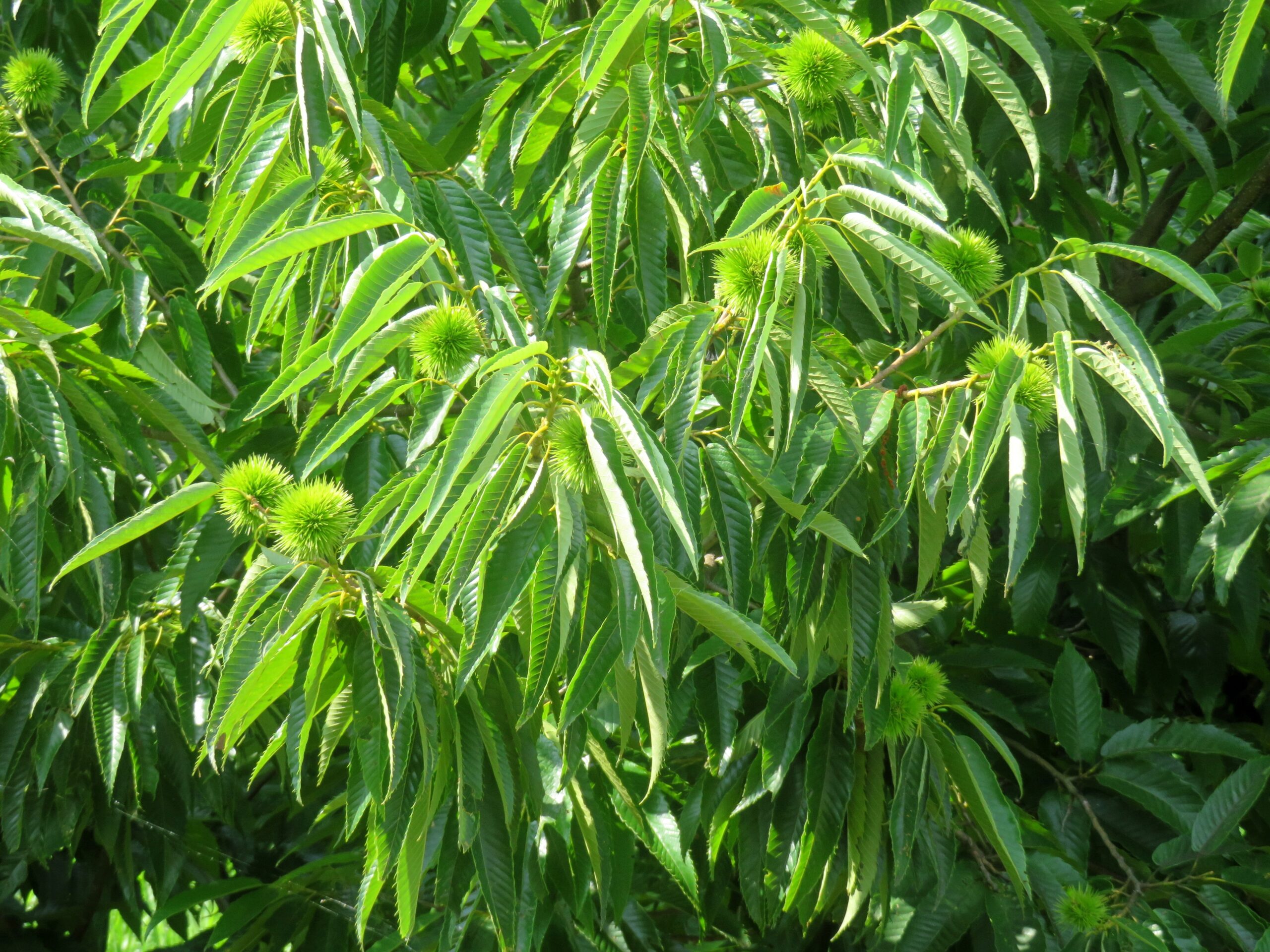 青栗