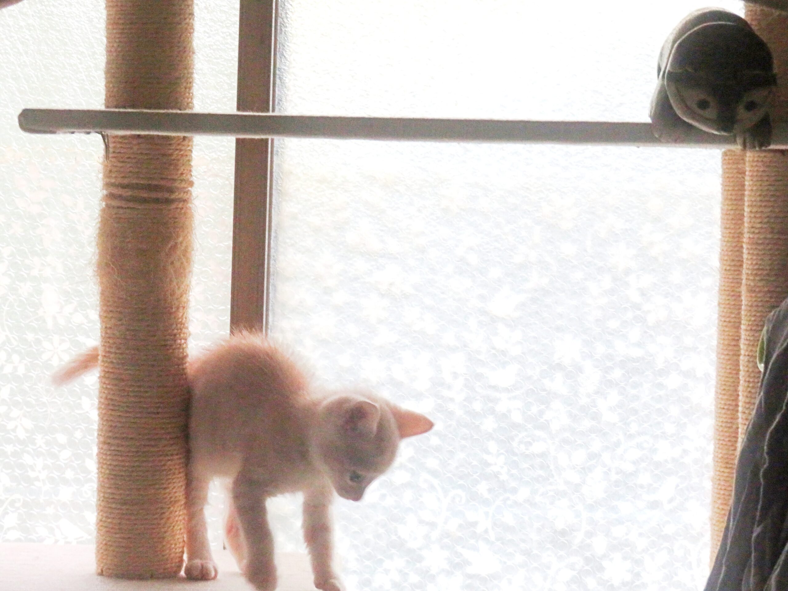 こねこ、そら、遊ぶ