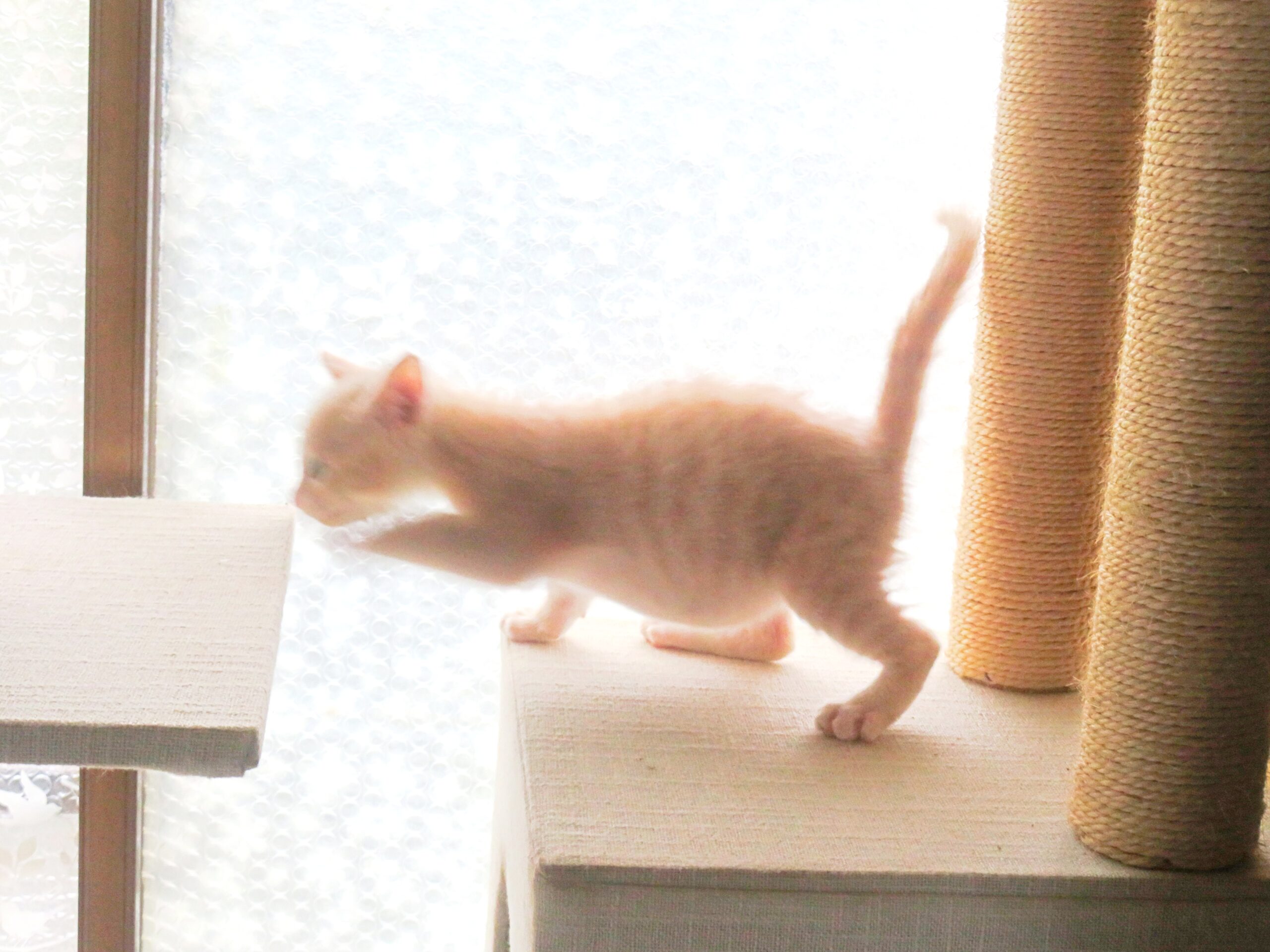 こねこ、そら、遊ぶ