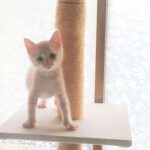 こねこ、そら、遊ぶ